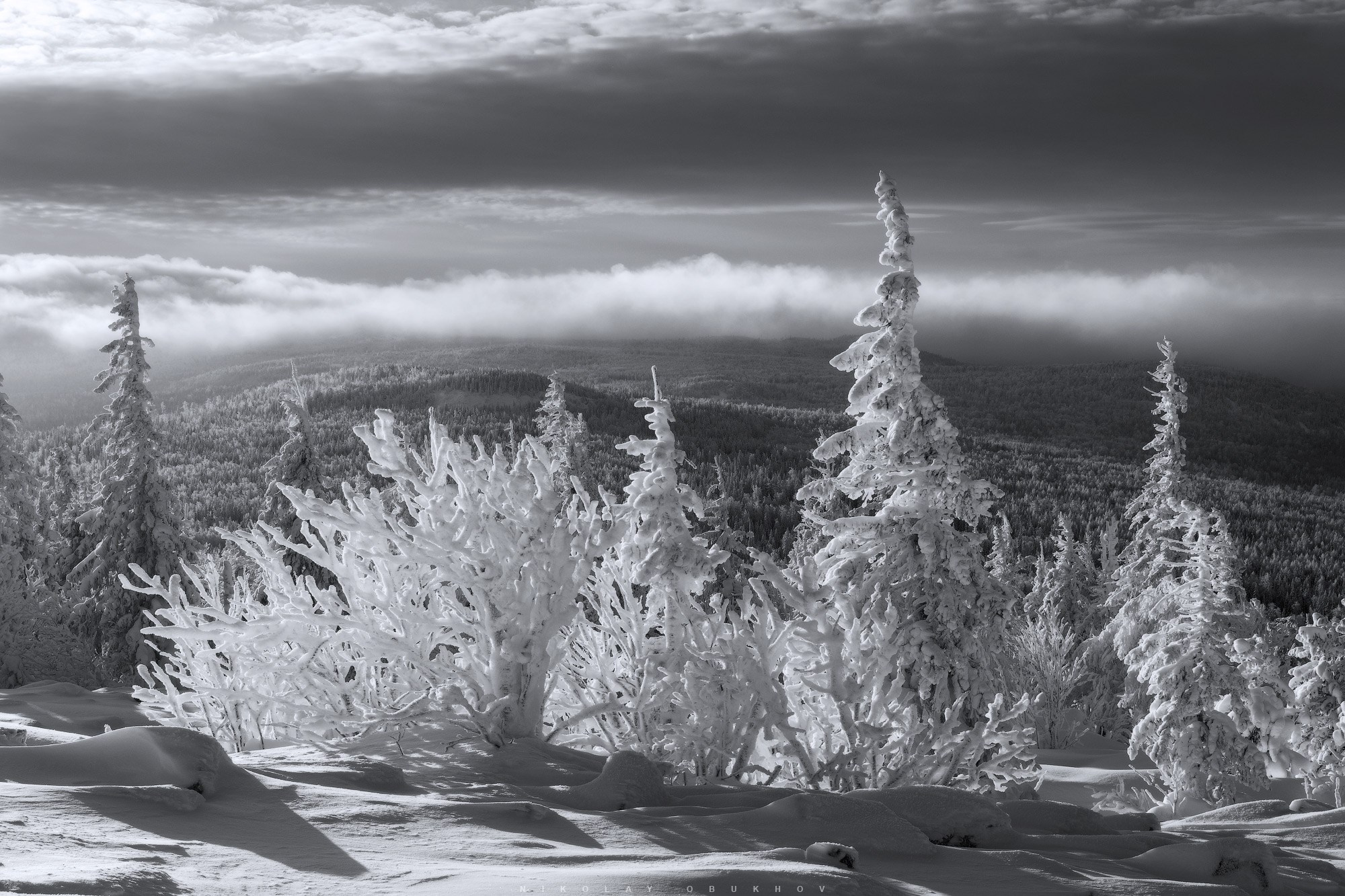 Зимний день в лесу озарён солнцем, отражаясь в инее на ветвях елей.  