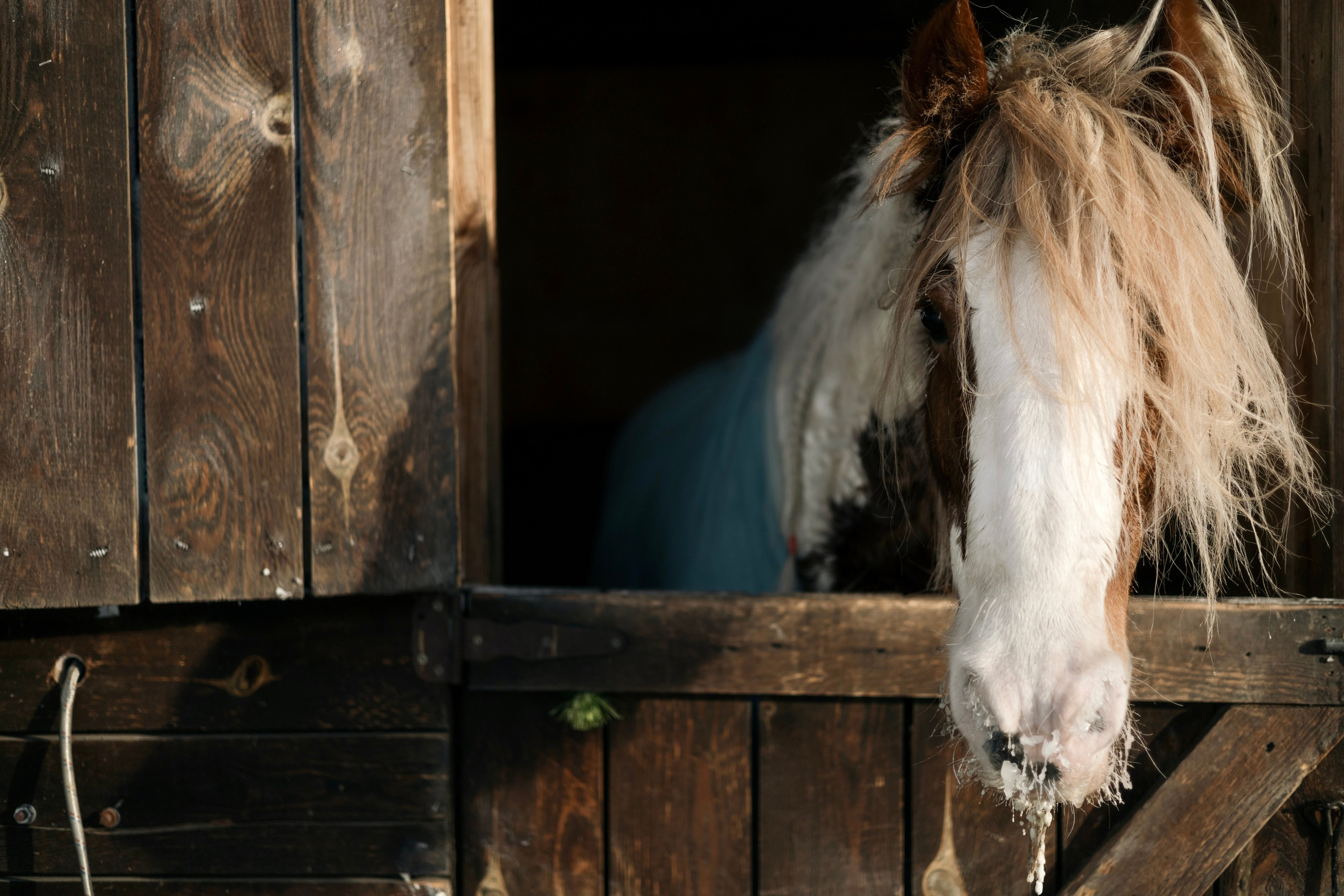 Татьяна Мустякимова. Хозяйка пони-фермы. Репортажный фотограф Наталья Лапцевич