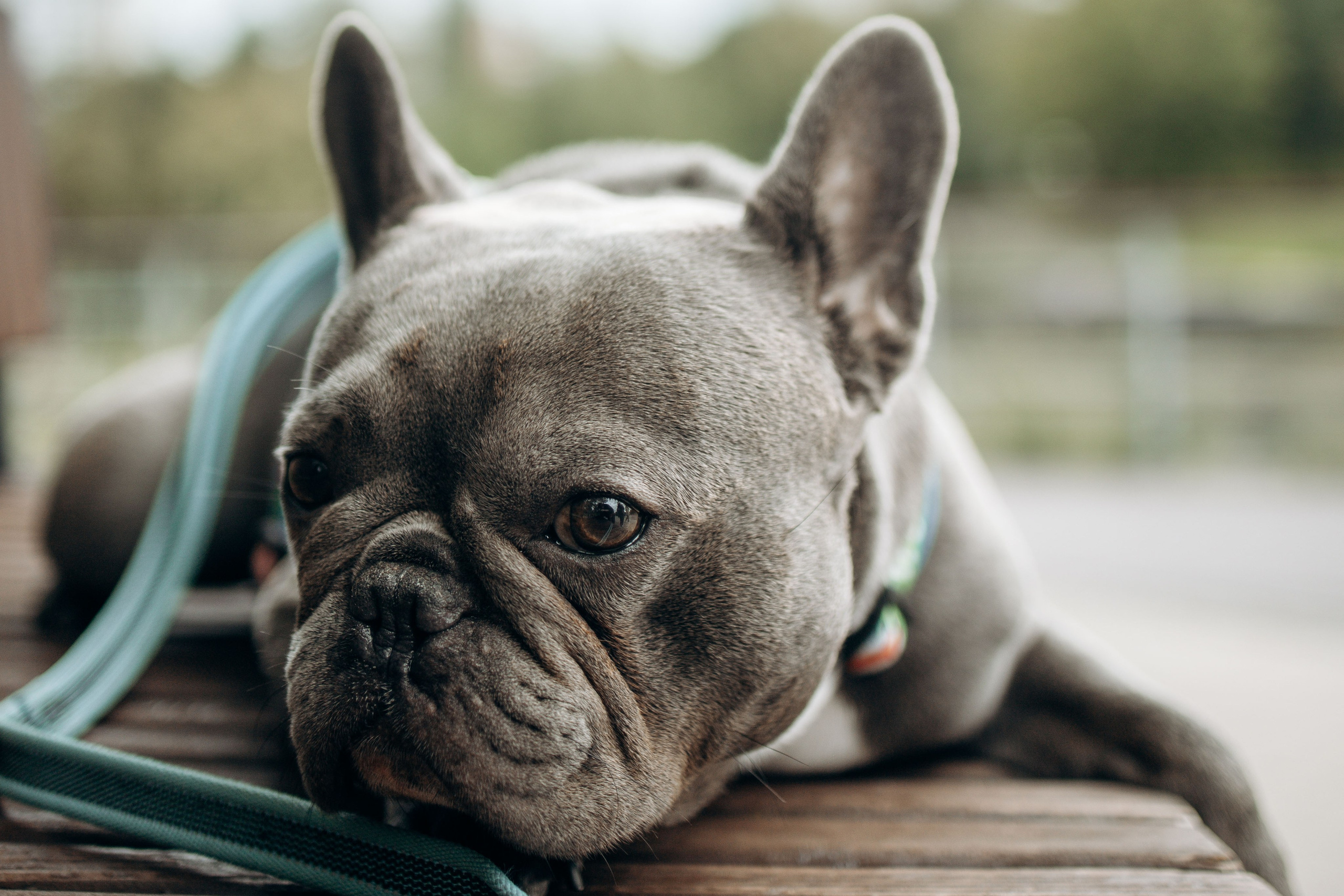 Грей и его семья