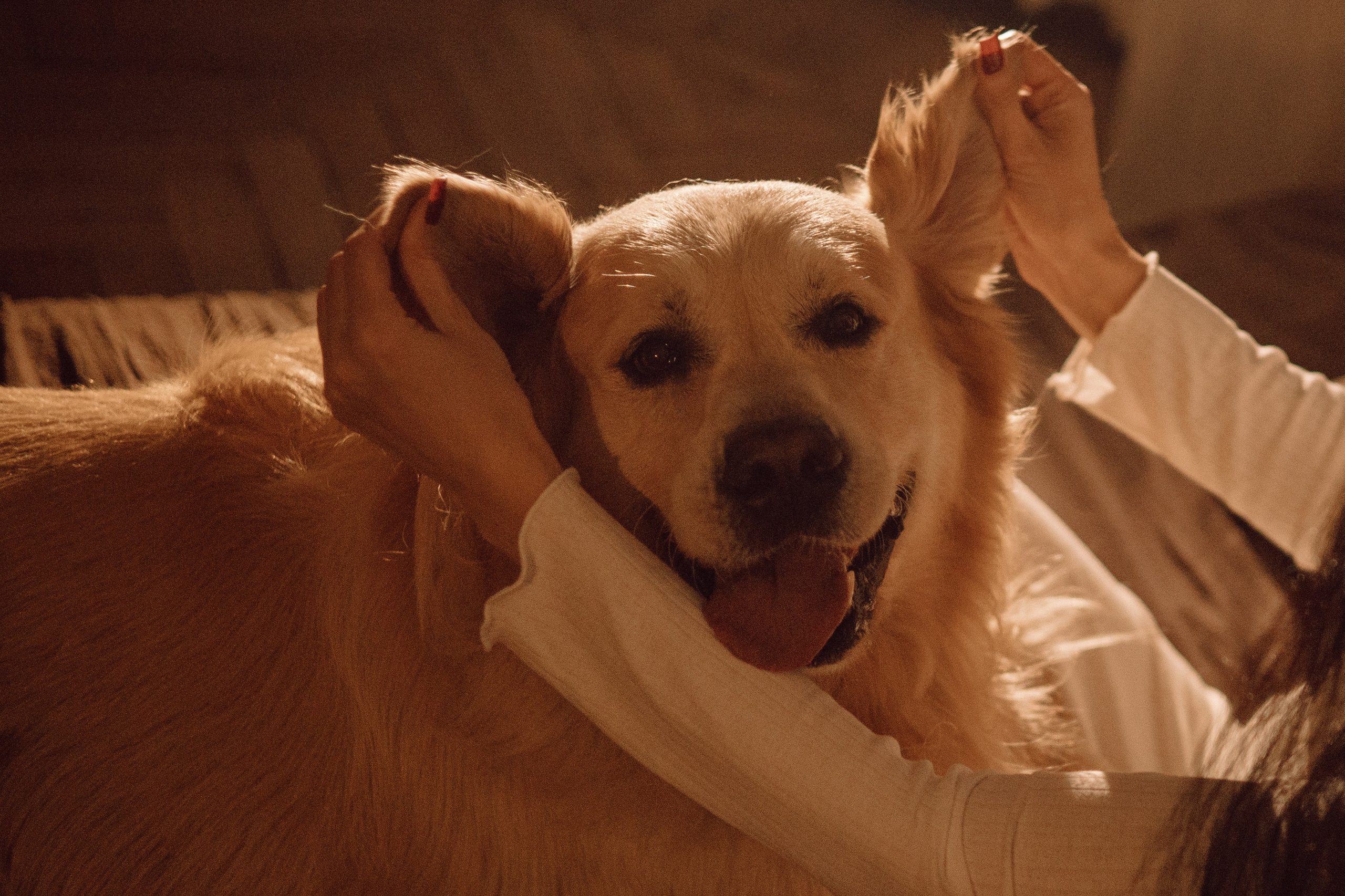 Лёва и его семья. Фотограф — анималист •love-story•|Санкт-Петербург
