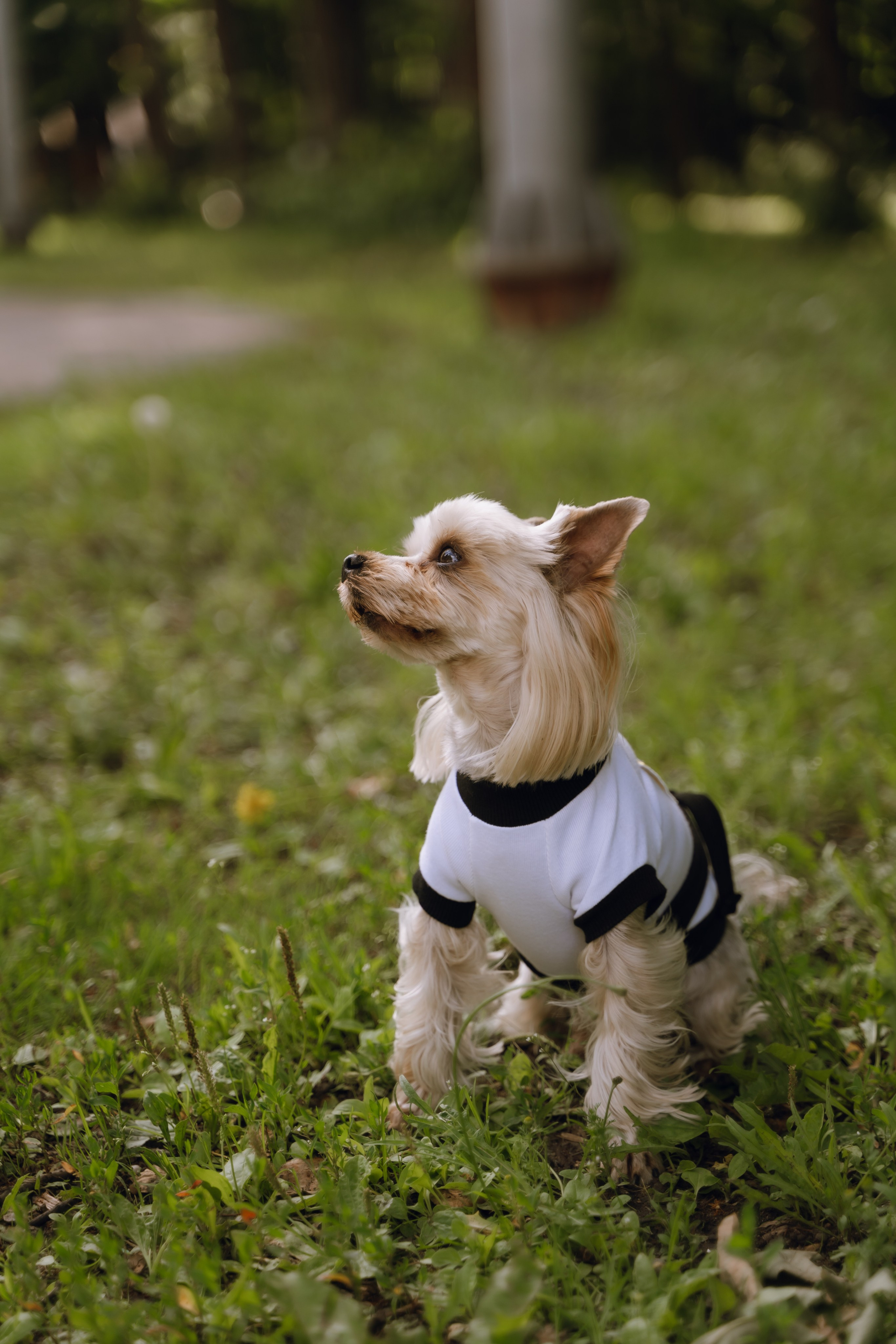 Площадка фестиваля «Мампус и его друзья» в Лесопарке 2025. Фотограф Надежда Погребняк | Рязань | Москва