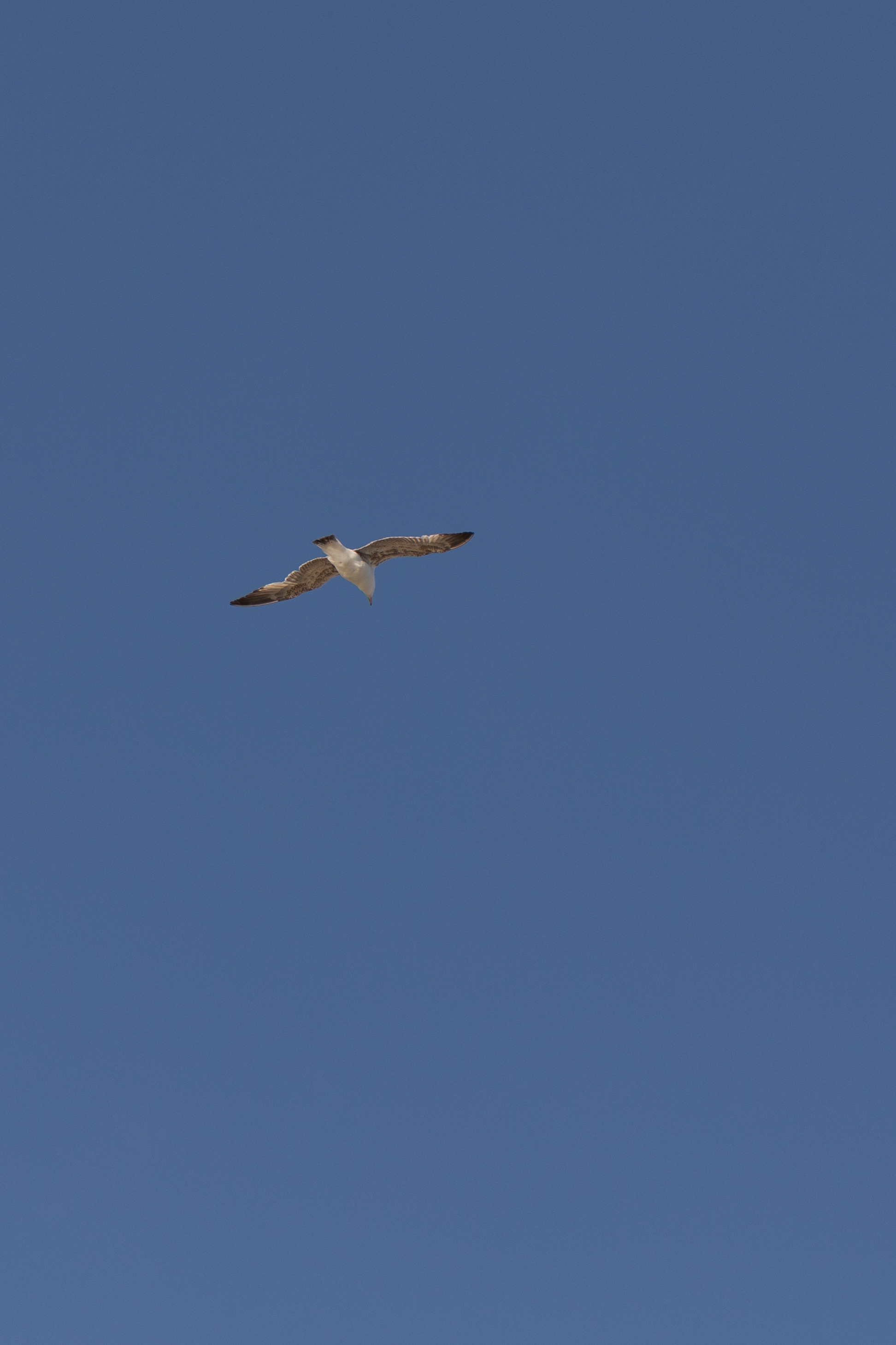 Евгения / soul