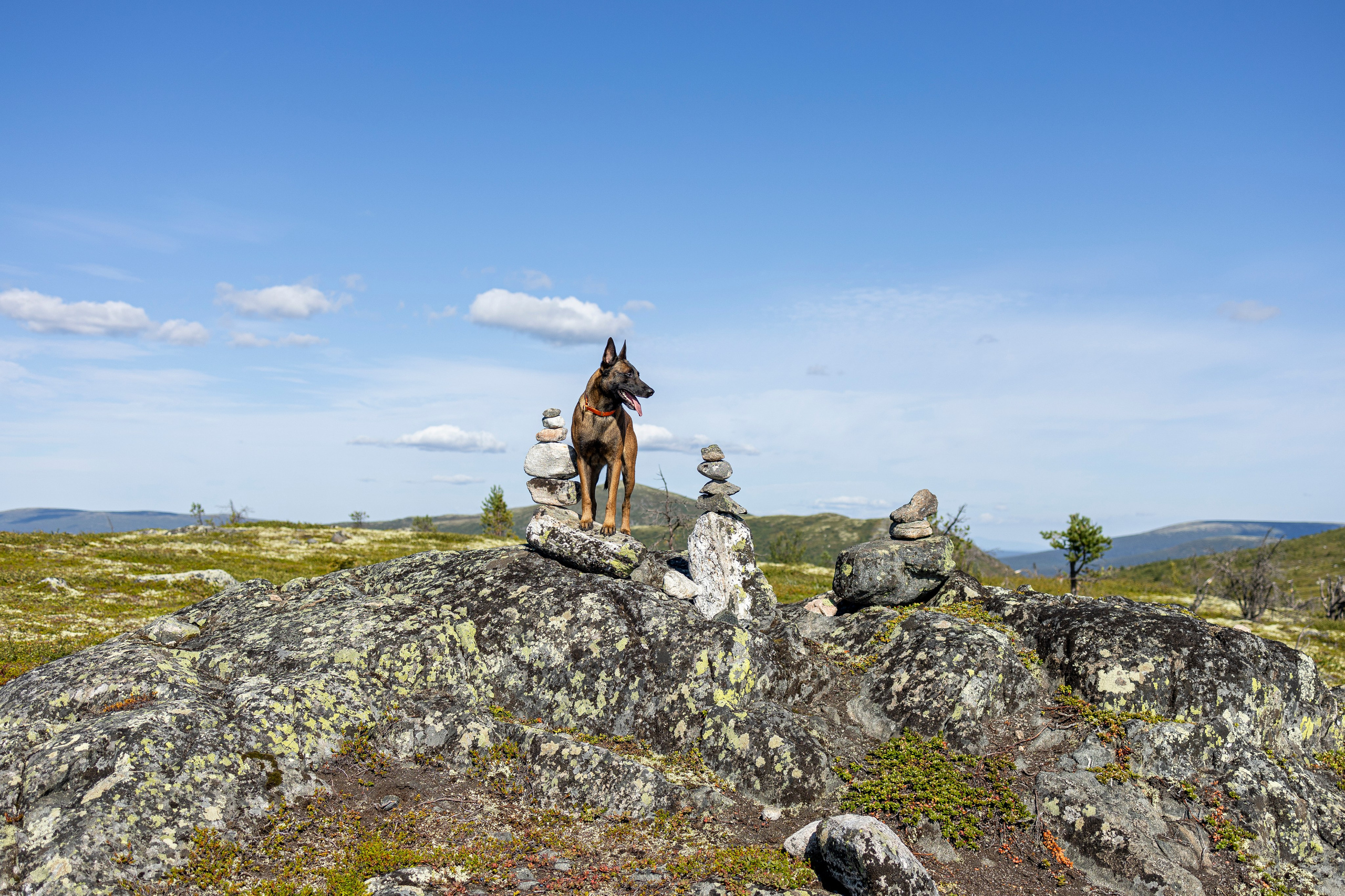 Горы. Фотограф-анималист Анна Маринич