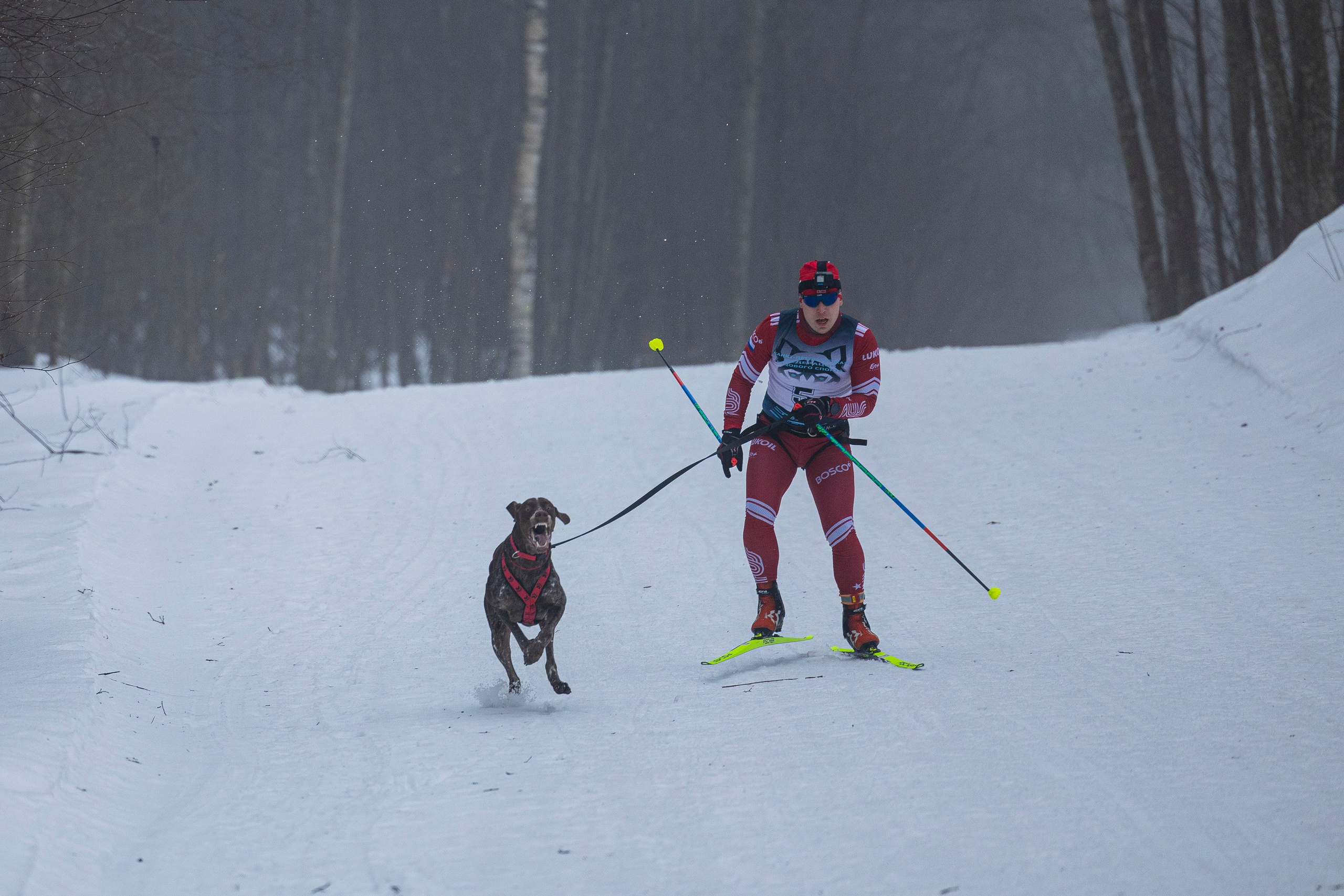 Зимний Чемпионат Санкт-Петербурга по ездовому спорту. Фотограф-анималист Анна Маринич