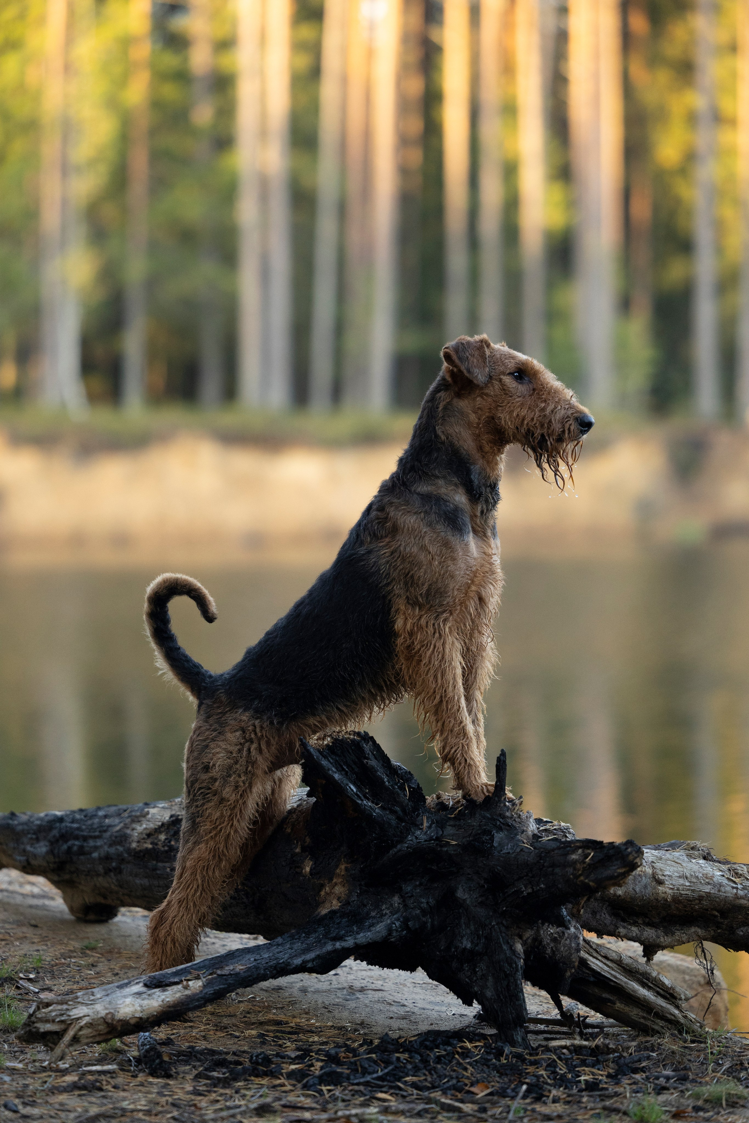 Харди. Фотограф-анималист Анна Маринич