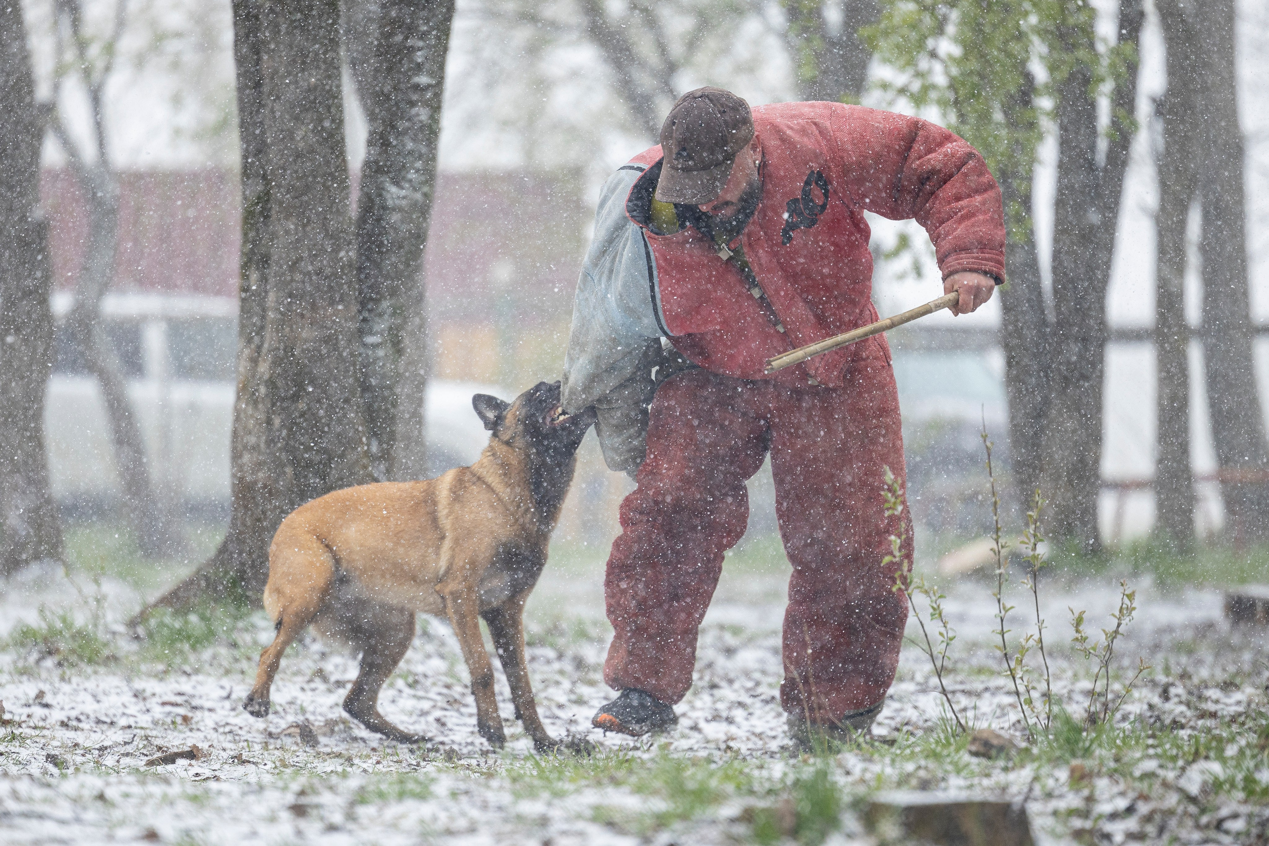 Квалификационные состязания по мондьорингу г. Вологда 11.05.24. Фотограф-анималист Анна Маринич