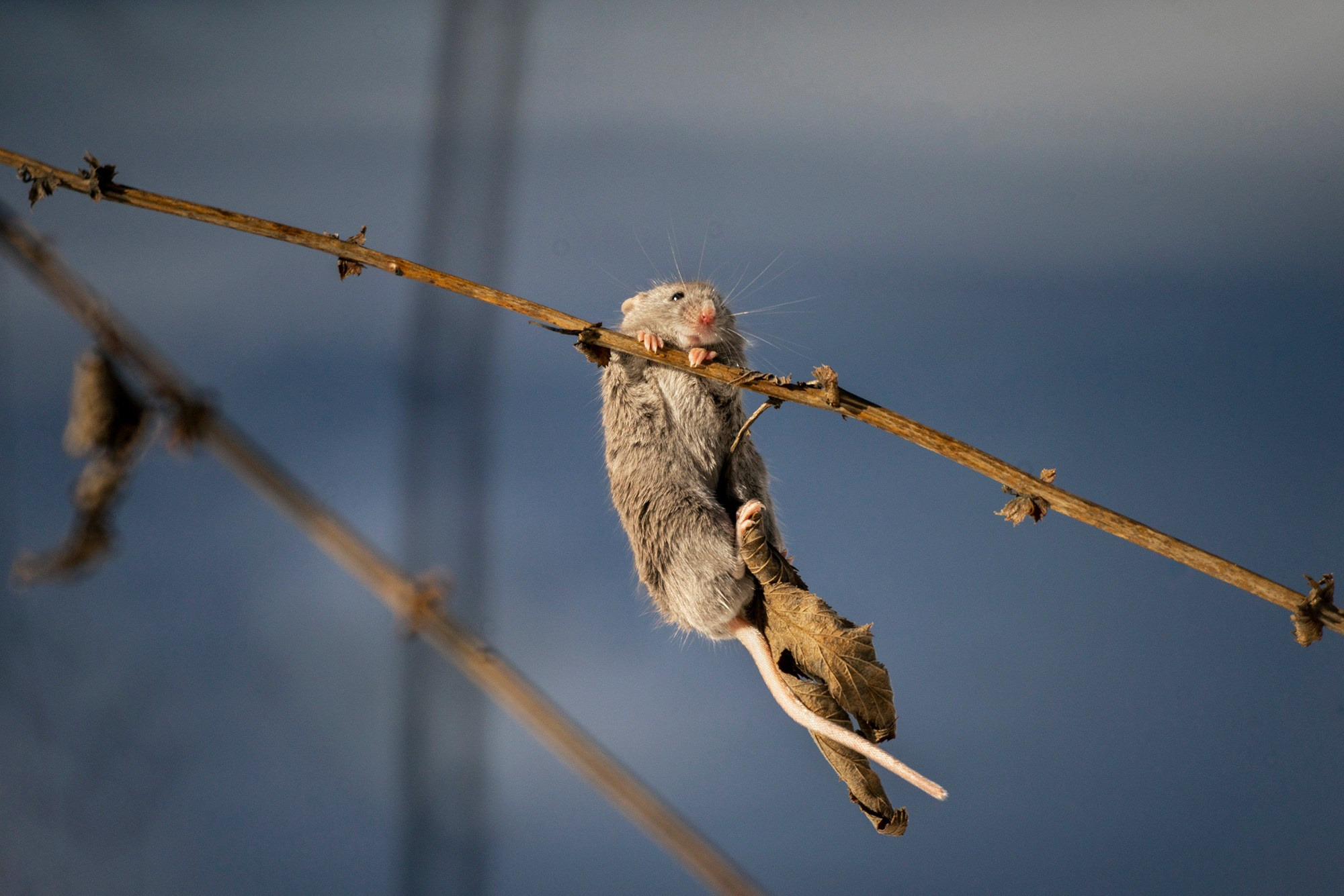 Животные. Ваш личный фотограф Марина Волкова
