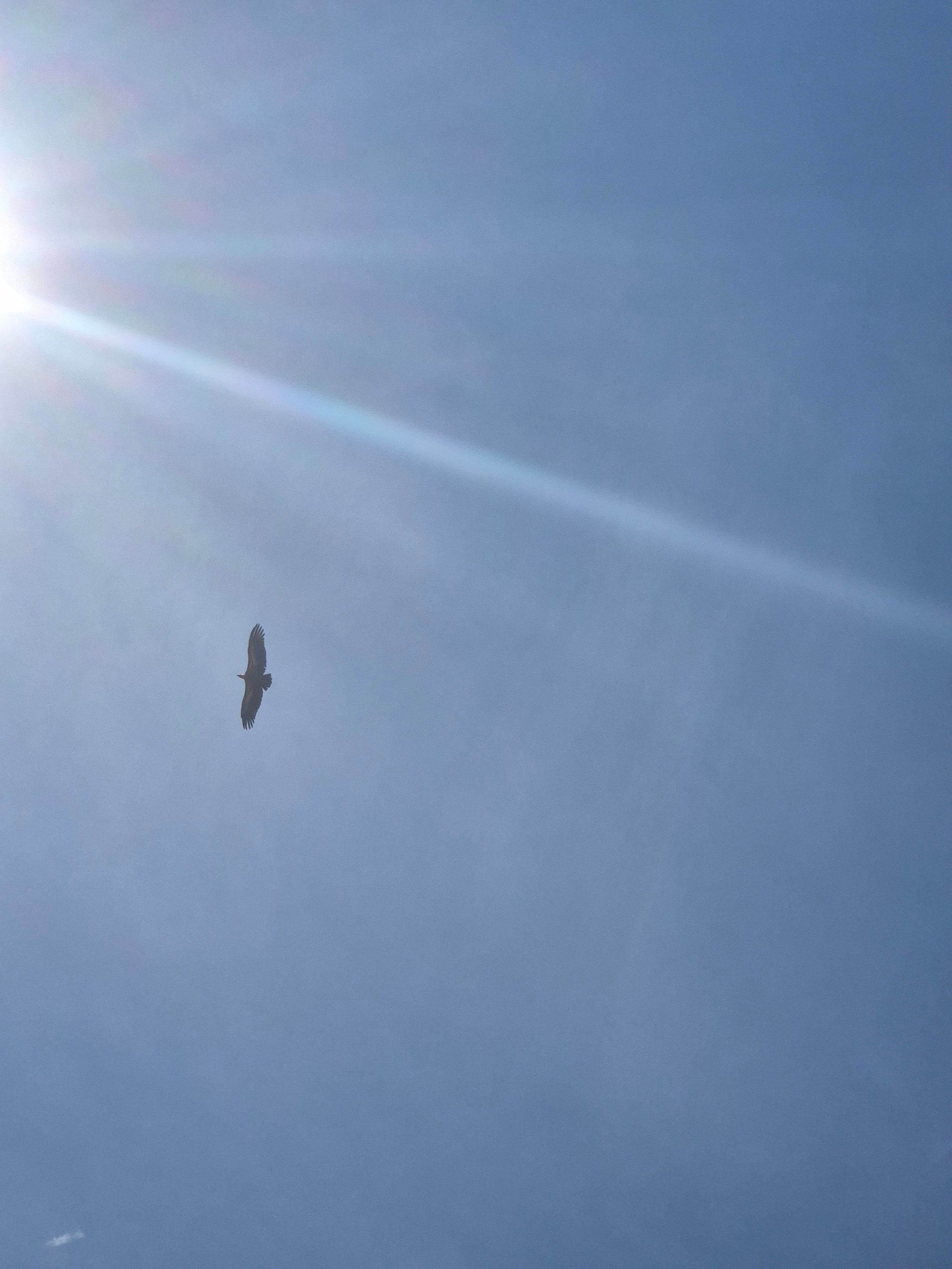 В небе кружило около 15 тех самых, сохраненных, белоголовых сипов