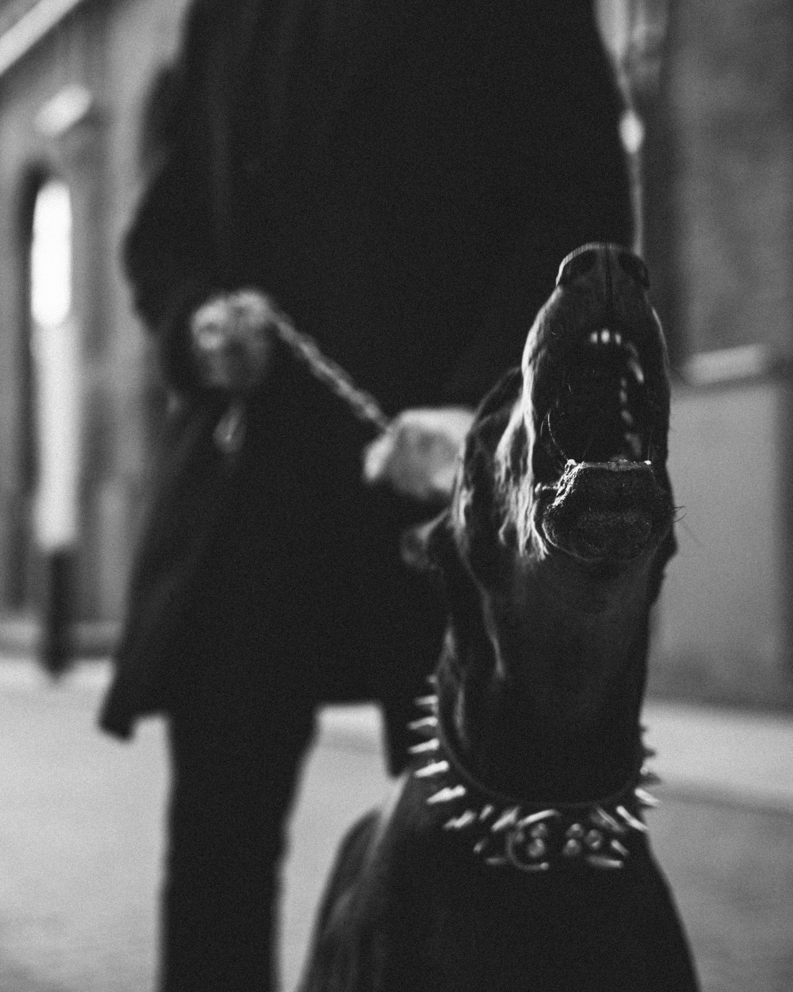 Фотосессия с собакой