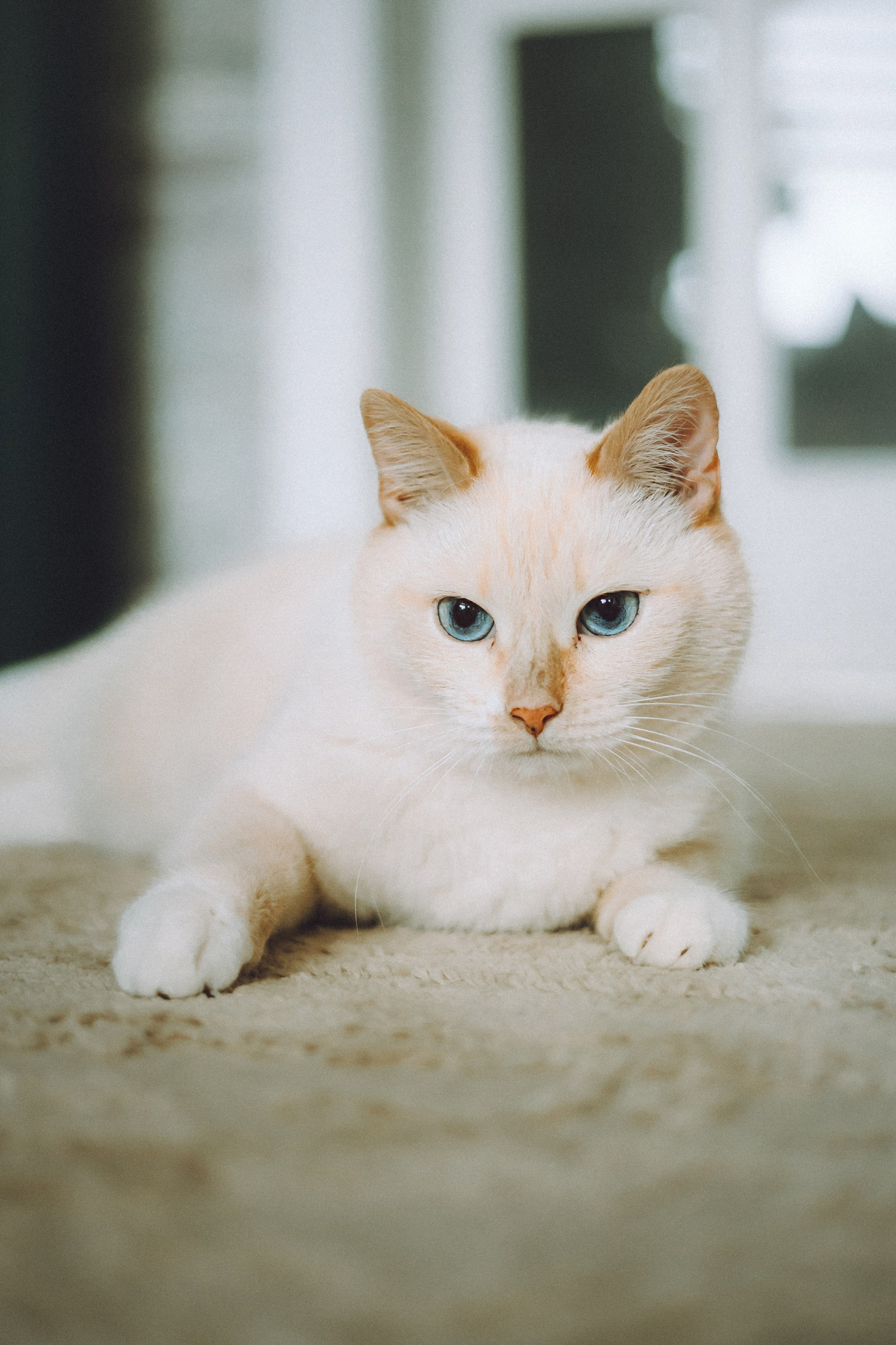 Топик и его семья