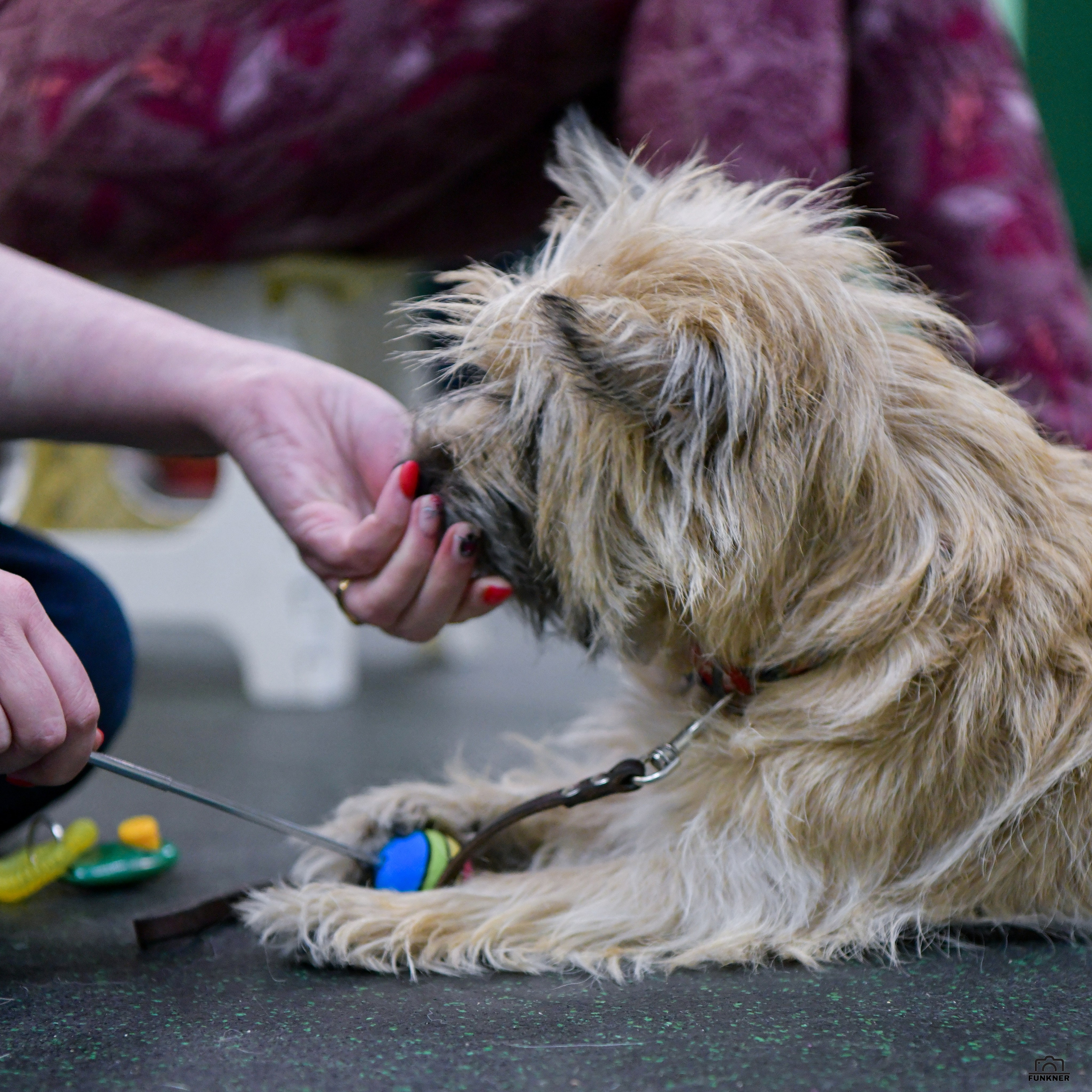 Кинологический клуб «Бодрый хвост». Свой взгляд через объектив