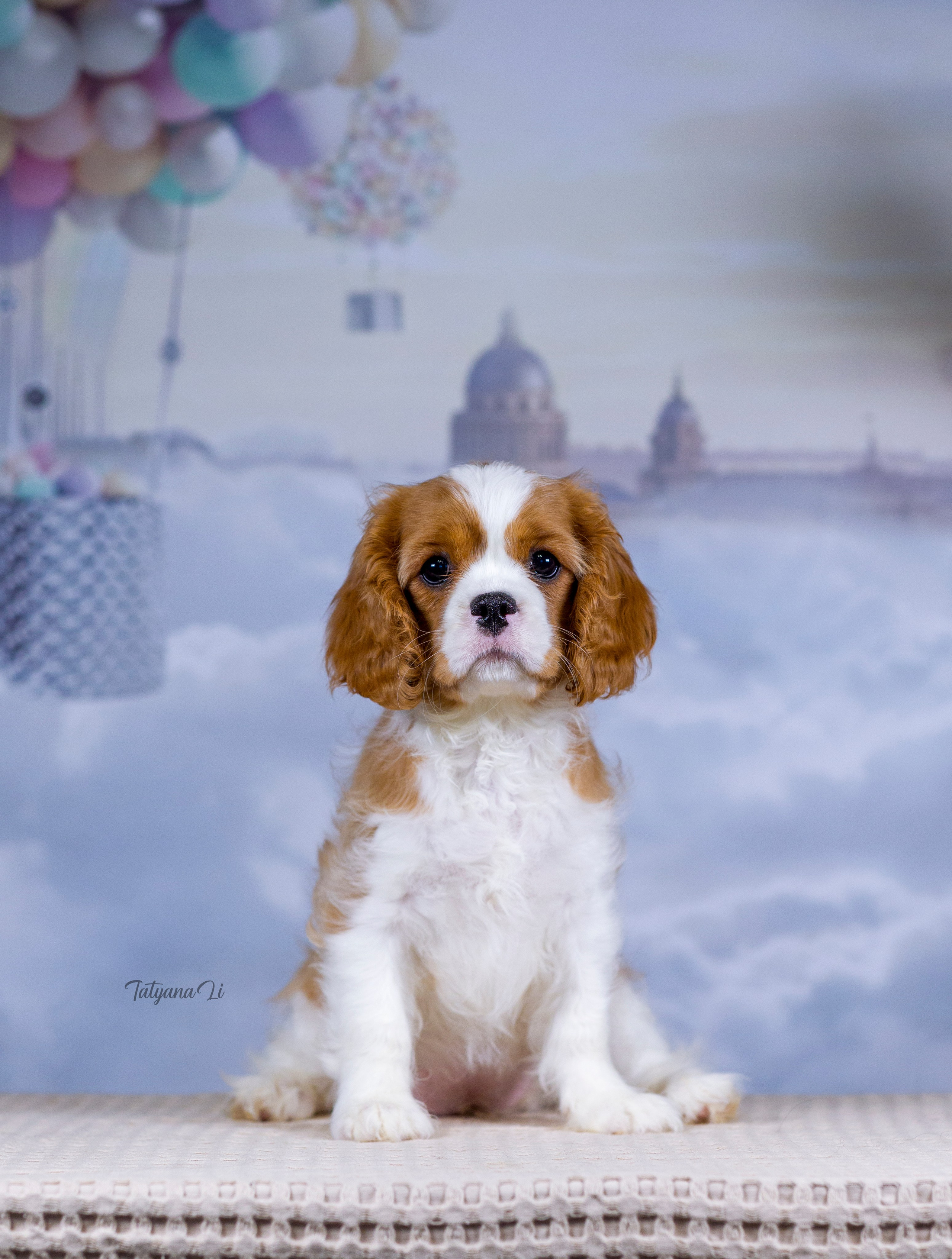 Кавалер-Кинг-Чарльз-Спаниель. Фотограф — анималист Татьяна Ли