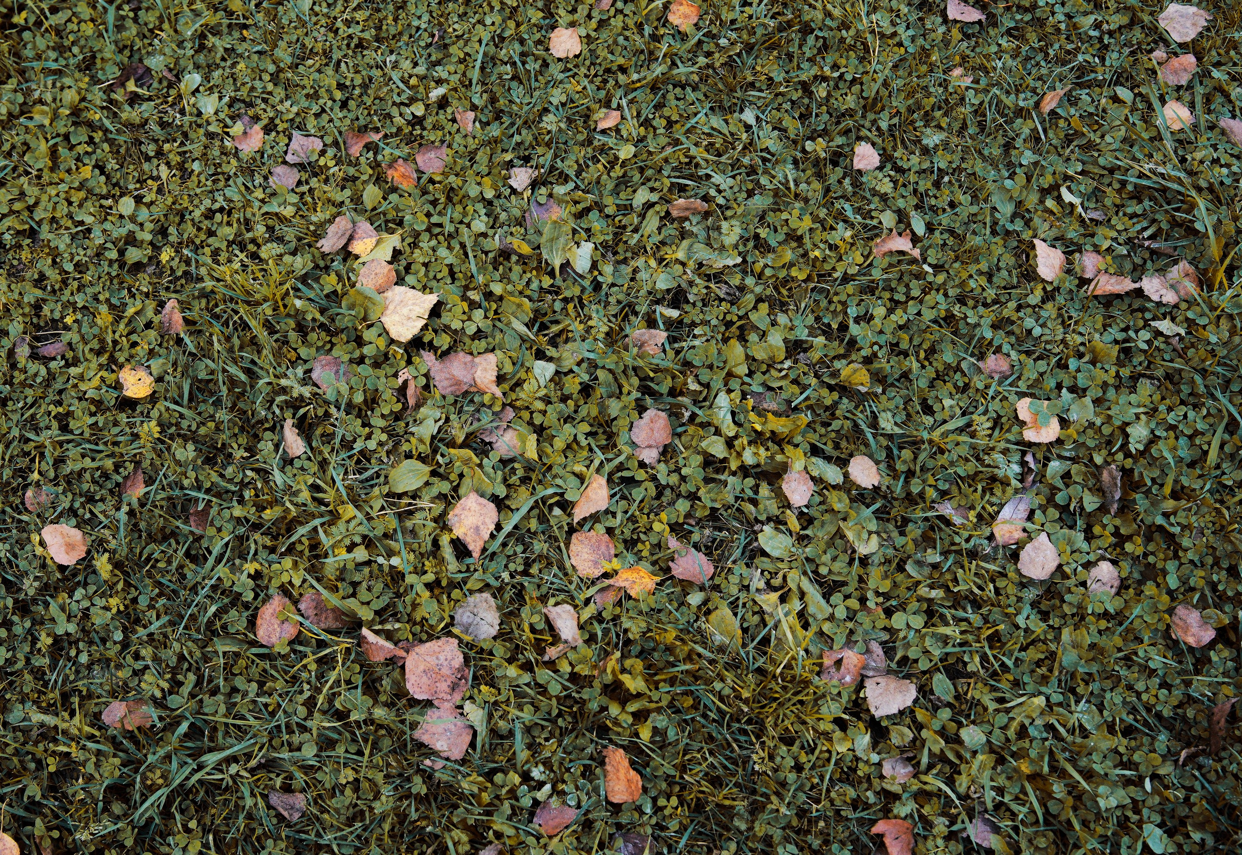 Осень 2025. Фотограф из Москвы — DASHA NOVA | Авторская фотография в разных жанрах