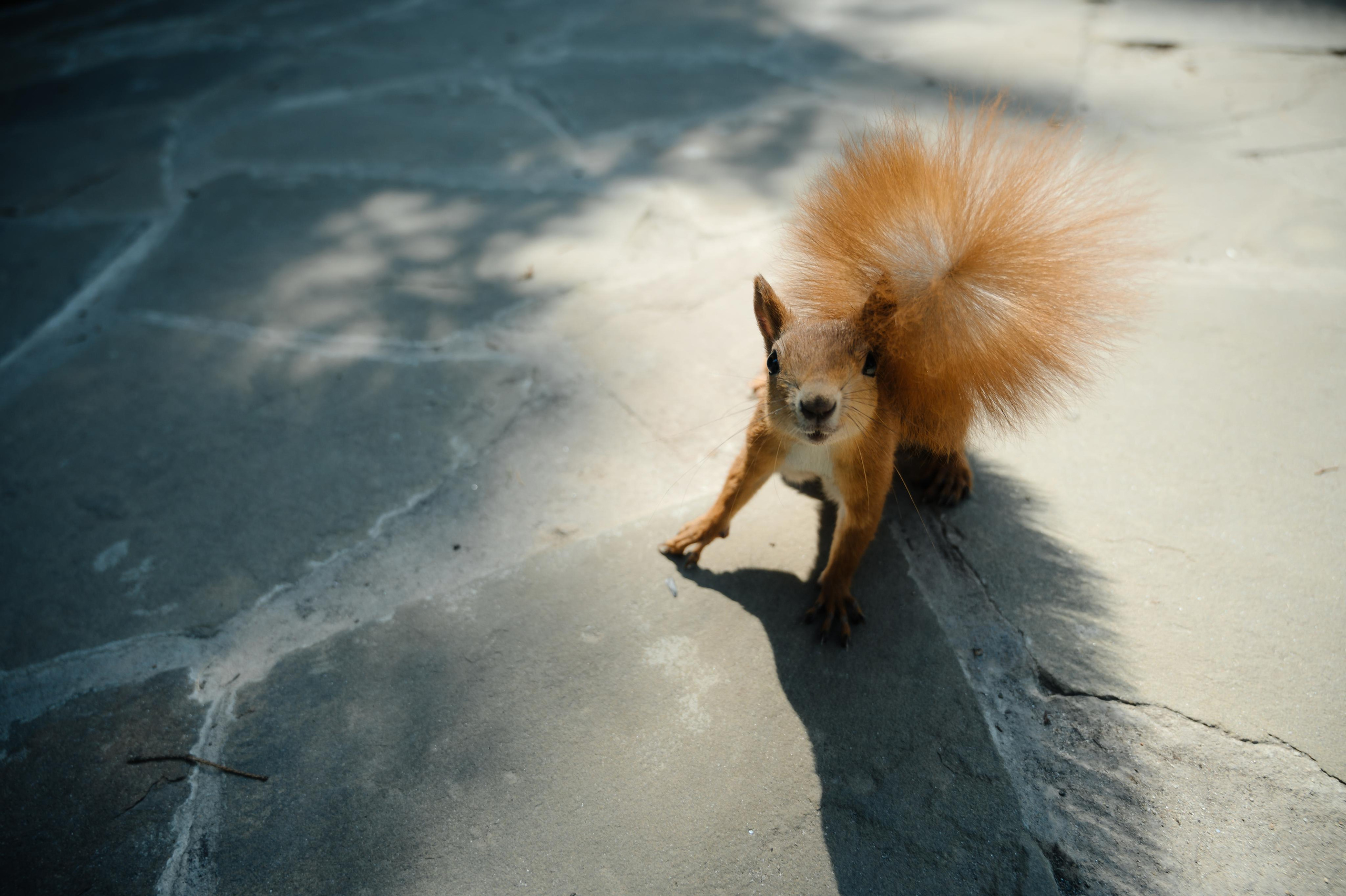 Анастасия и Алексей. Фото-видеосъемка свадеб Venson Films