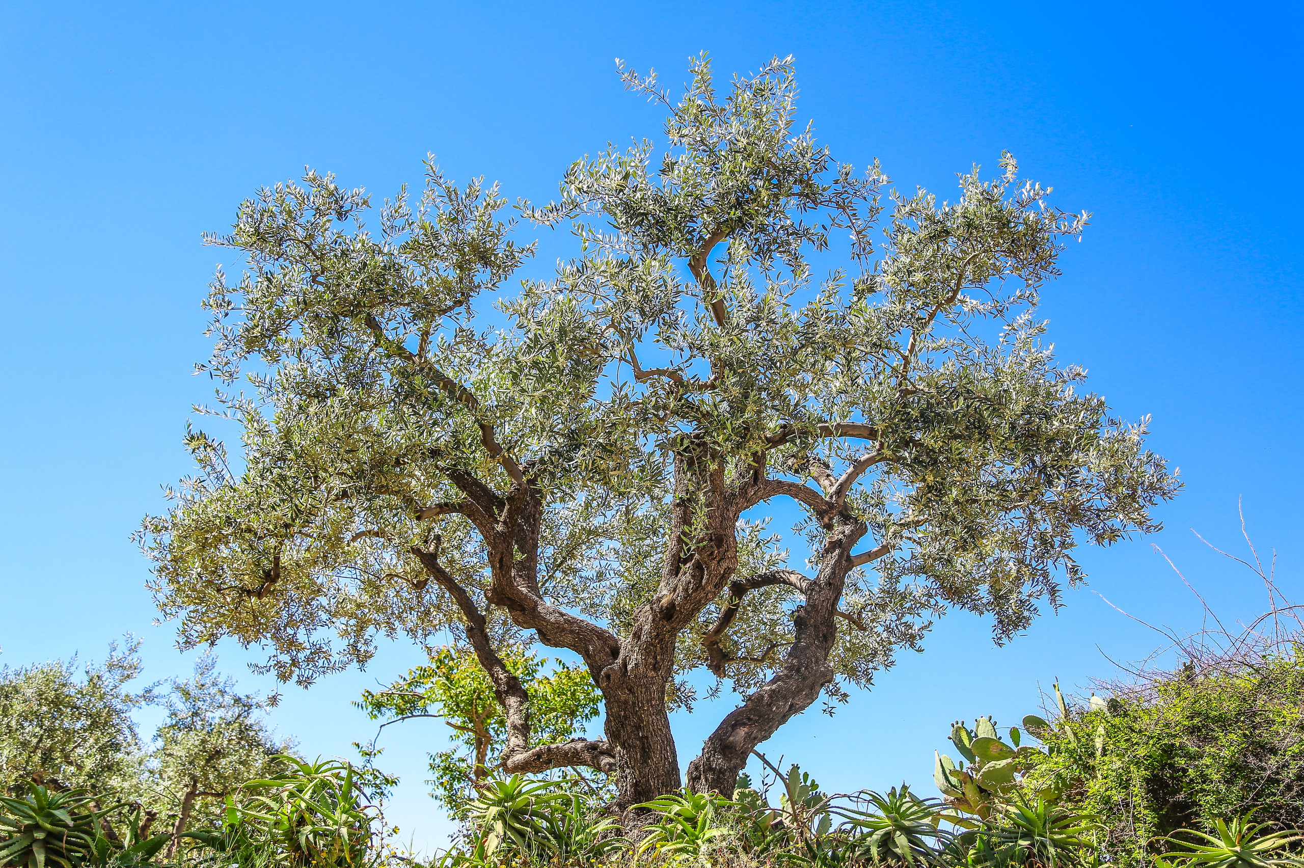 Израиль: Иерусалим. Дарья Письменюк / Darya Leitstern — фотограф, музыкант, журналист, путешественник