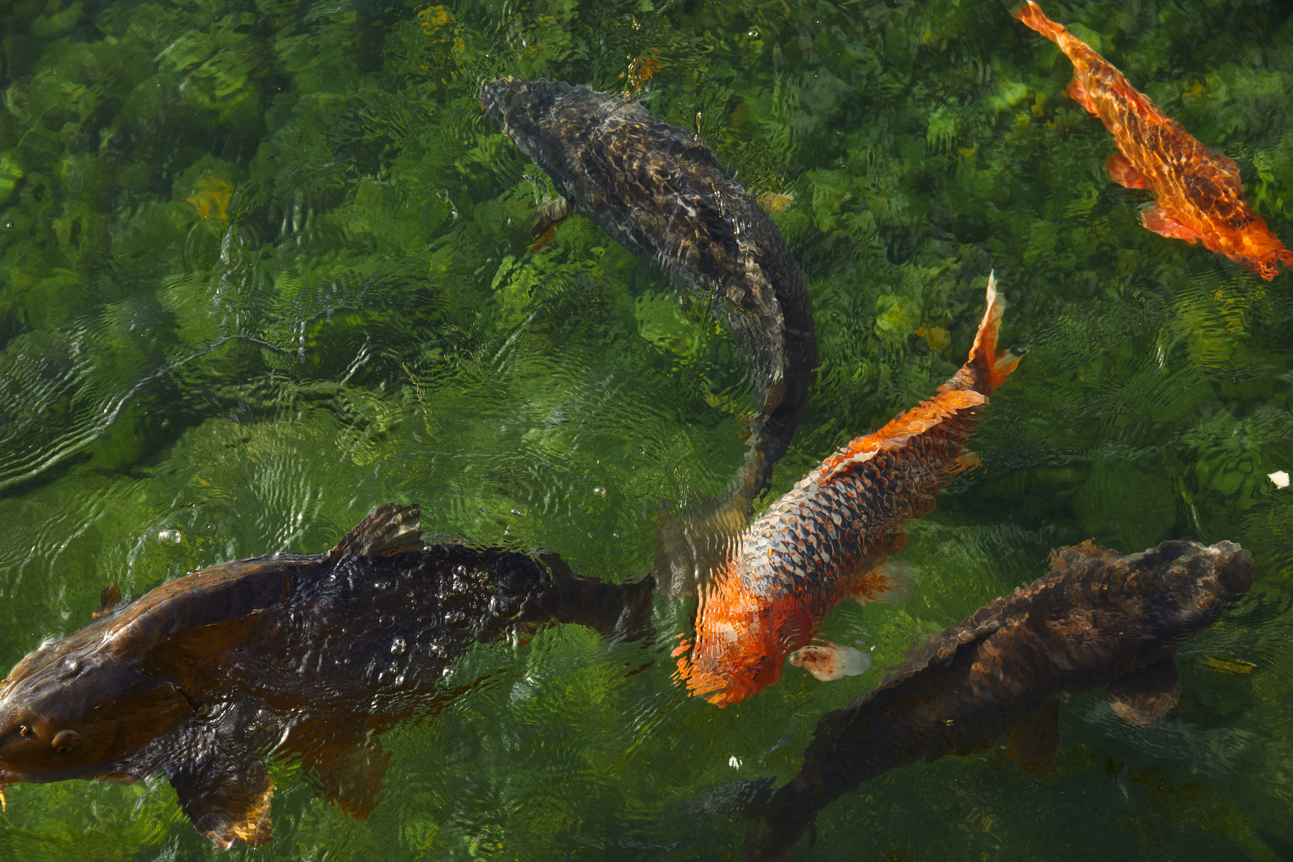 Кирилл & Кристина. Прага. Другой взгляд на фотографию