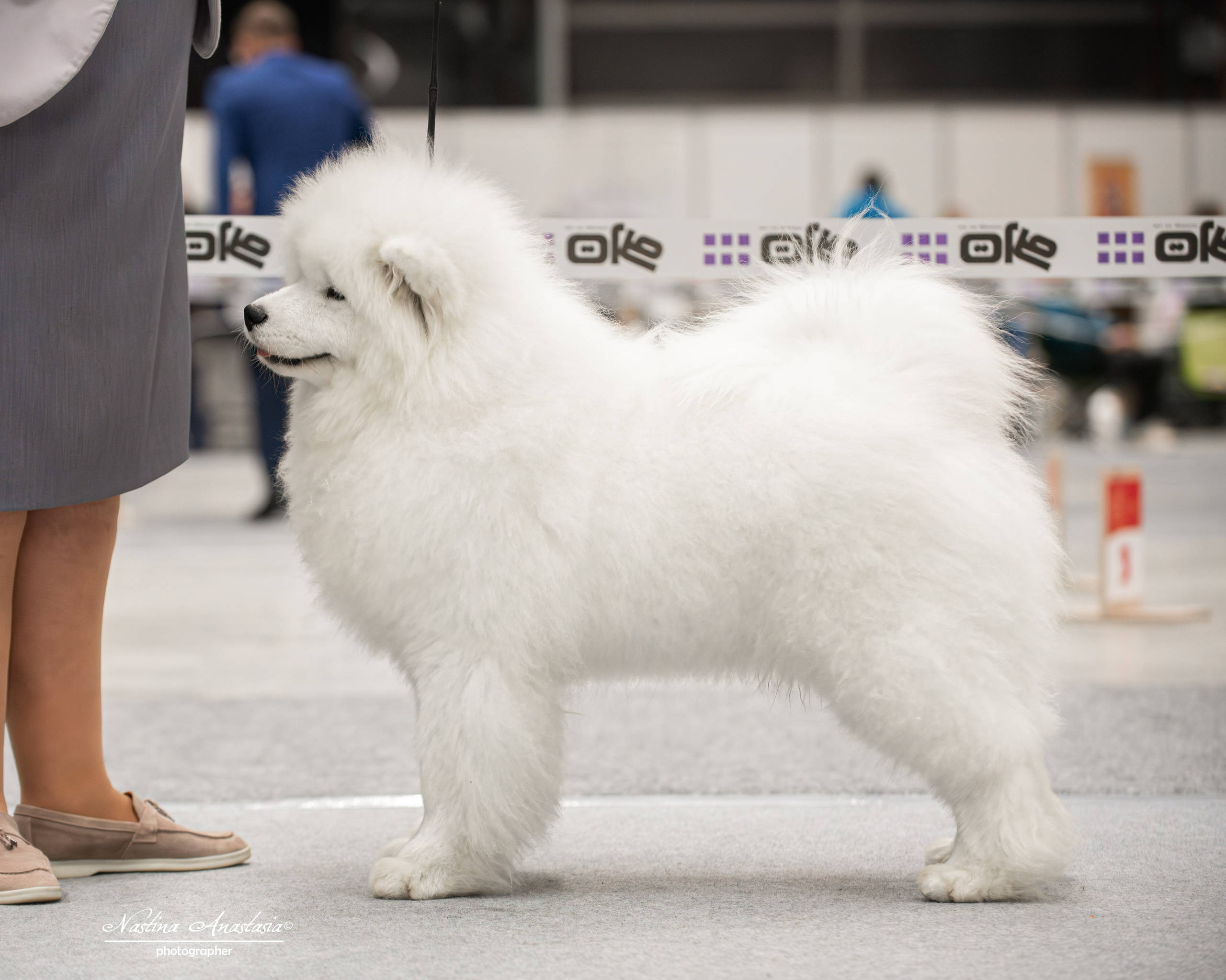 Выставки. Фотограф — Анималист