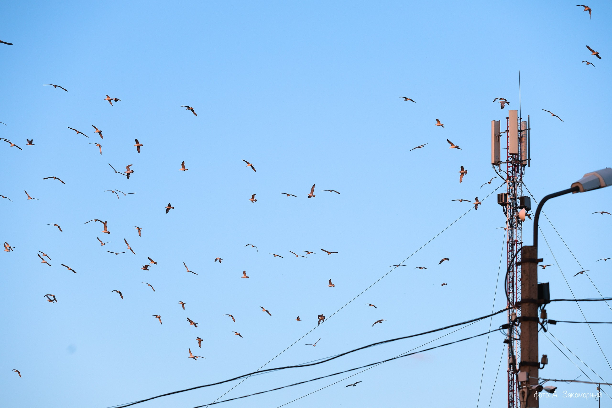 Открытие мемориала. Фотомастерская Андрея Закоморного
