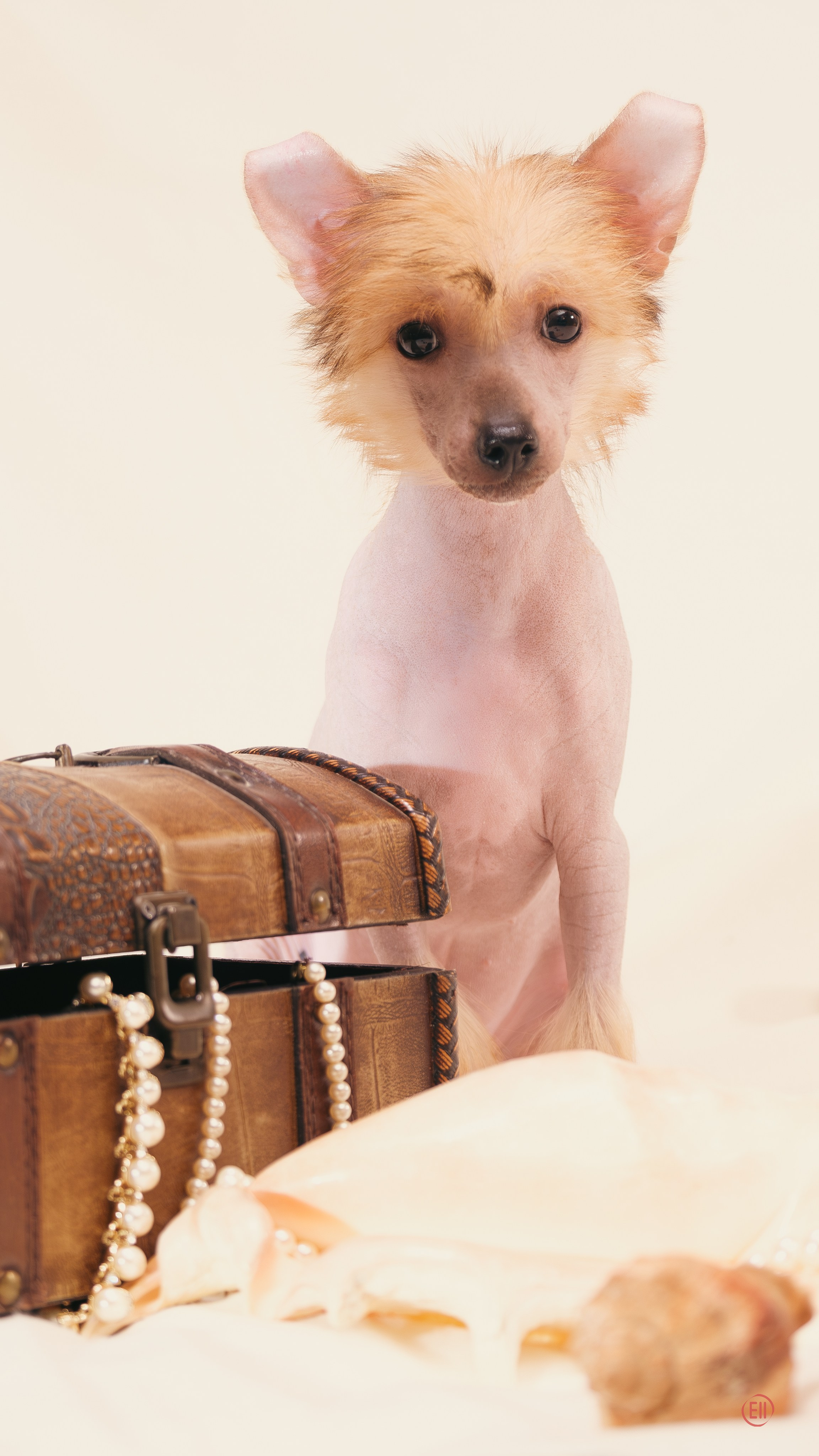 Poale Ell Vera hairless femaly dog. Chinese Crested Dog Kennel Poale Ell