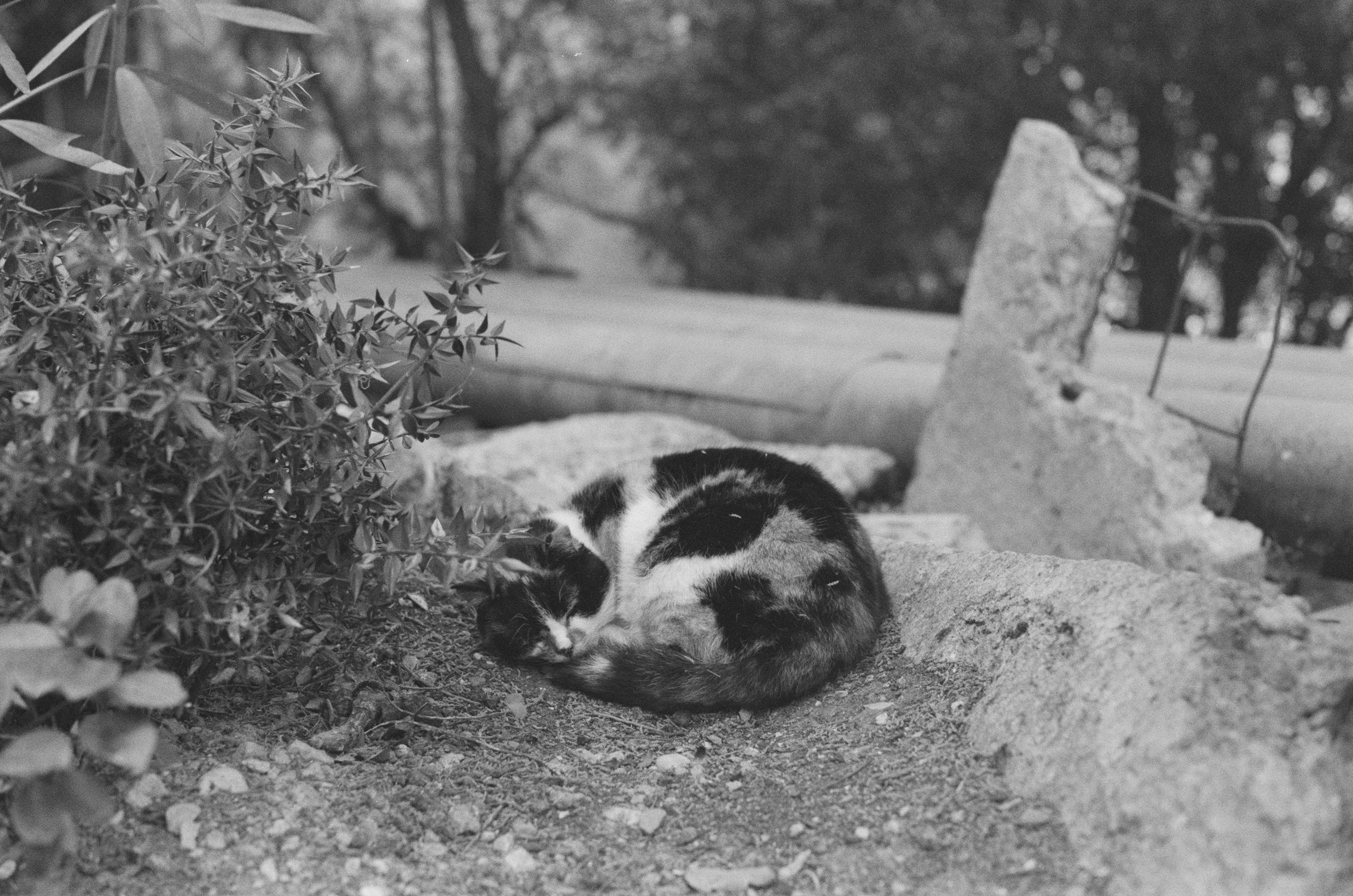 Plastinki // ukraine, crimea IV. EVER EXPOSED