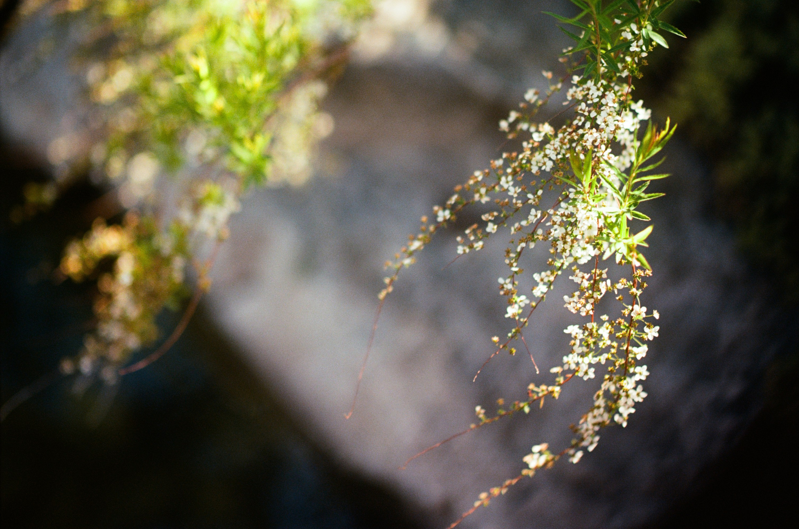 Sakura blues // ukraine, crimea VI. EVER EXPOSED