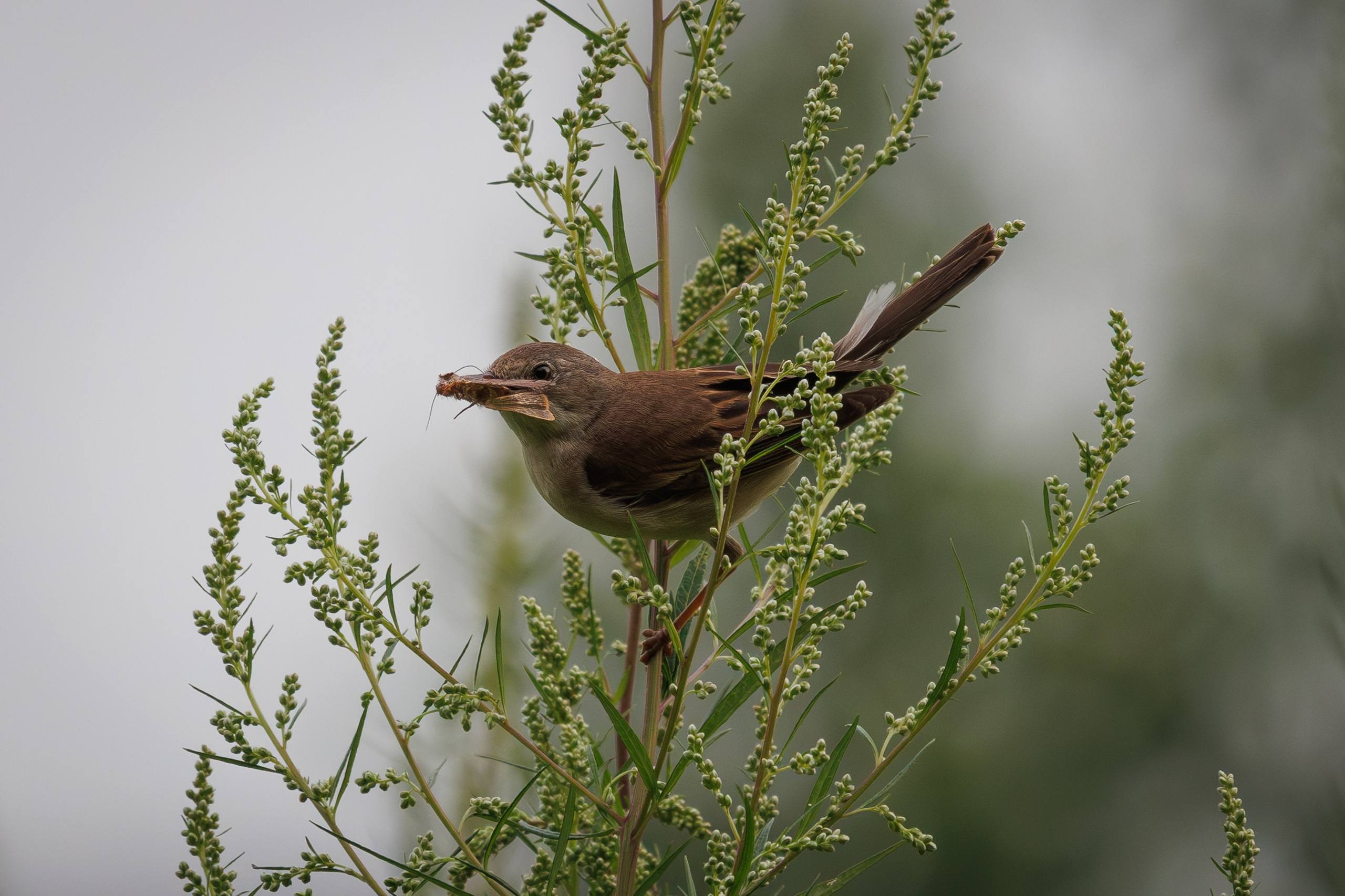 Снято на Canon EOS R8, RF 600 mm f11.