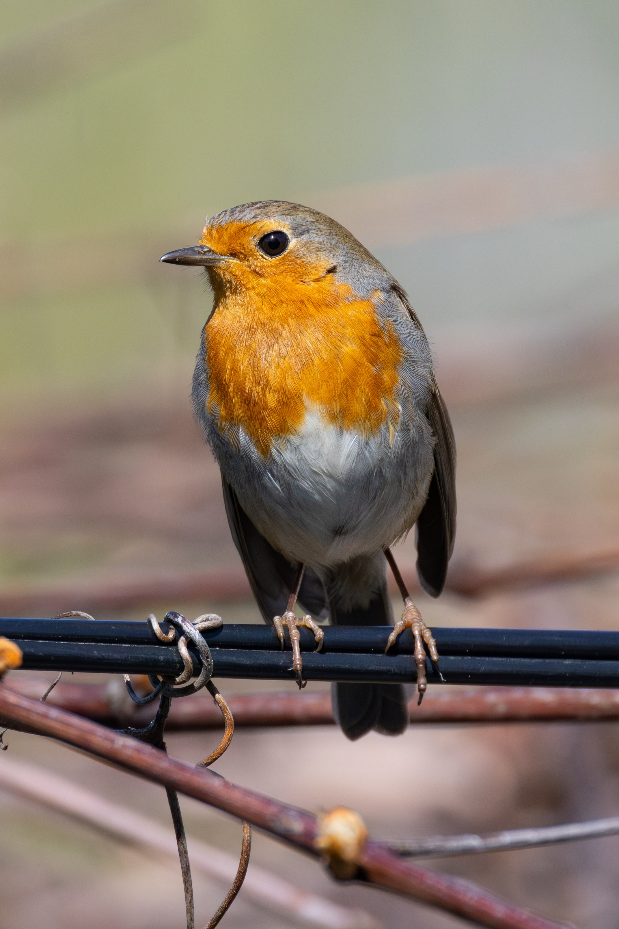 Птицы СНТ «Подлесье». Птицы парков г. Люберцы