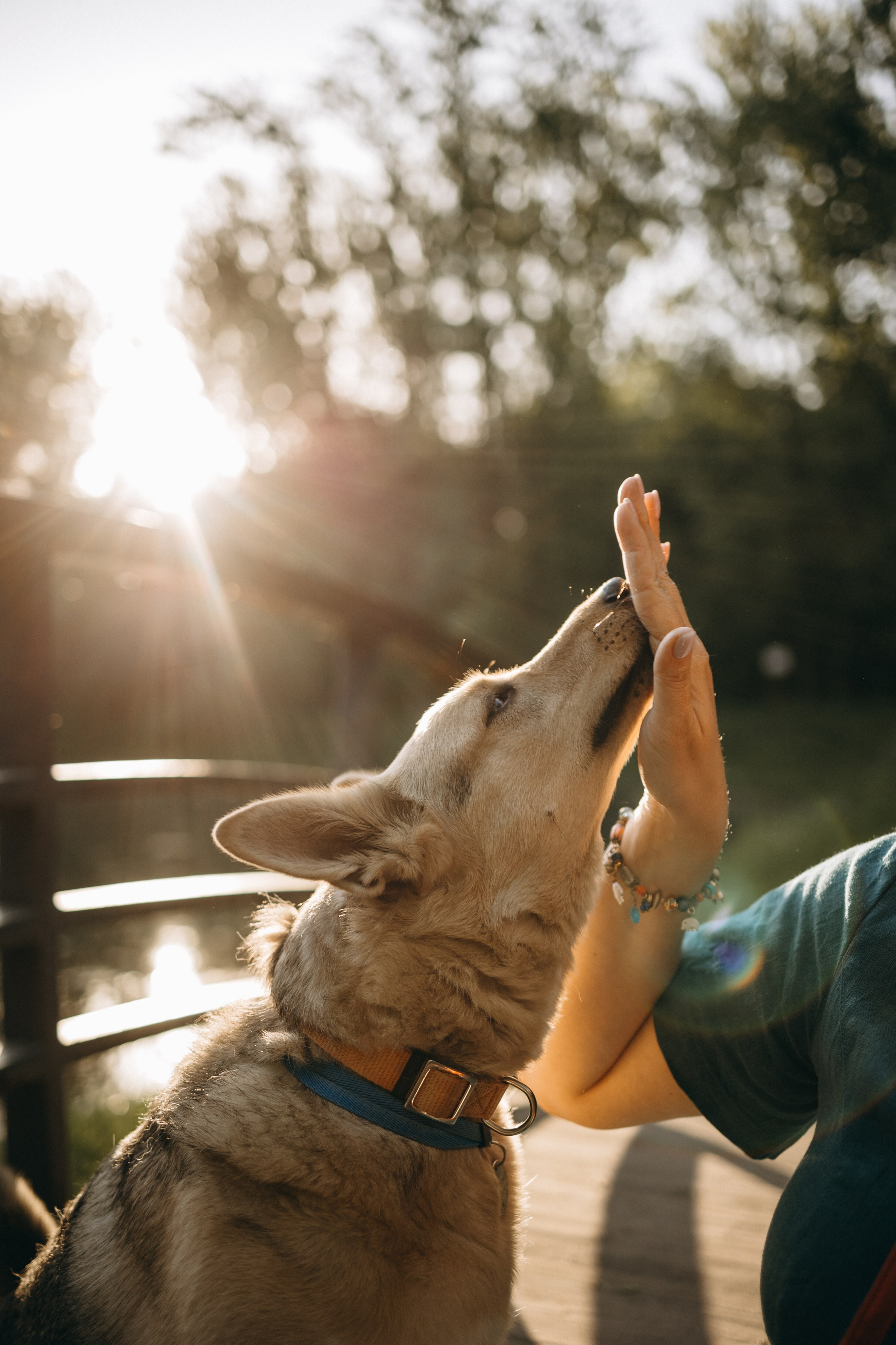 Татьяна, Сергей и их Булочка и Пончик. Фотограф — Анималист | Санкт-Петербург
