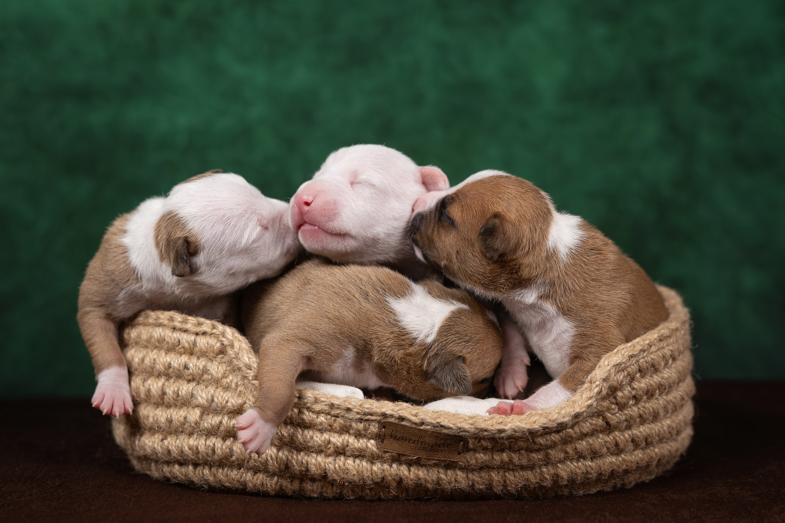 Щенки в домашней студии. Фотограф анималист в Казани Алина Сулейманова. Фотограф животных