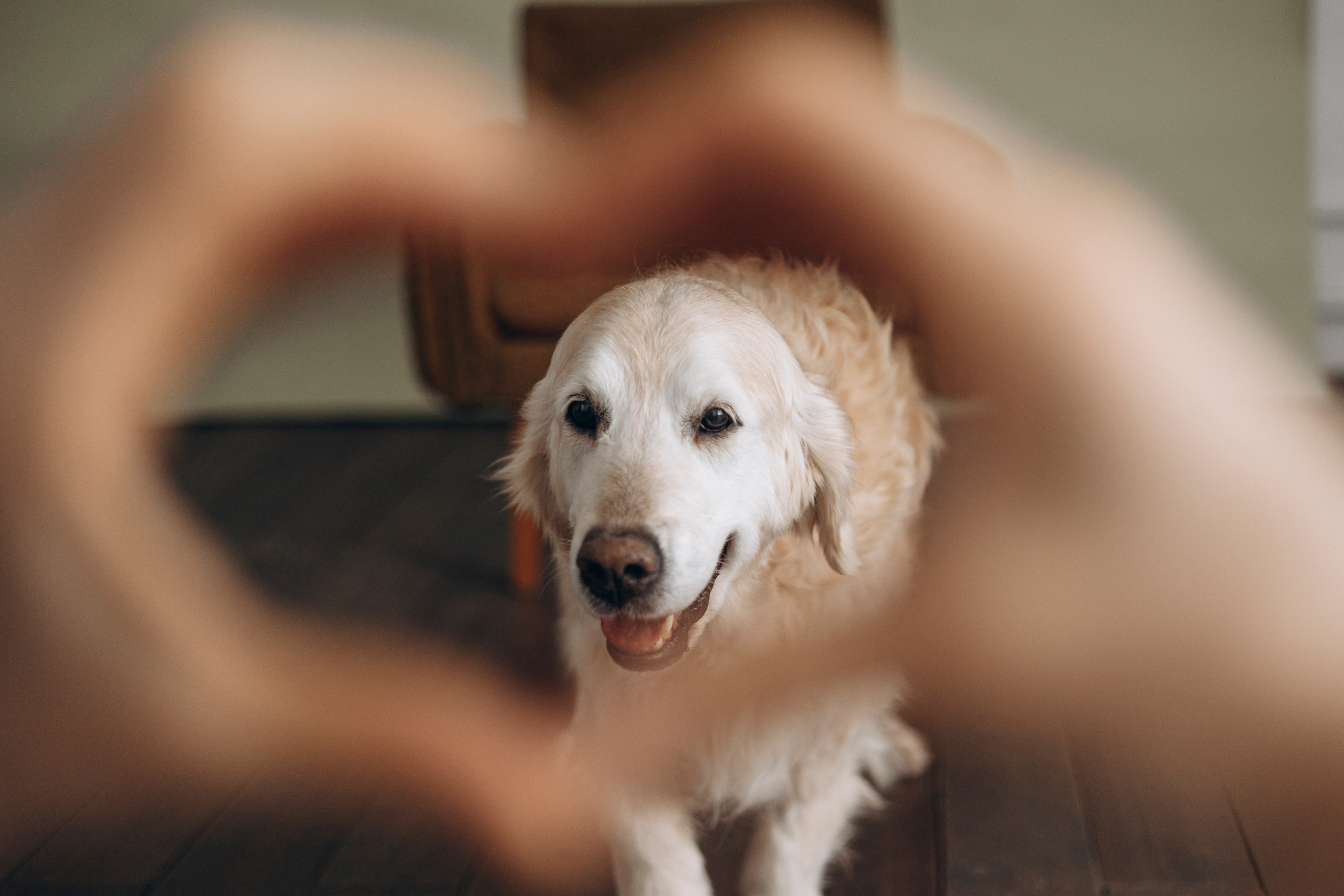 Ирина и Луна. Фотограф — Анималист | Санкт-Петербург