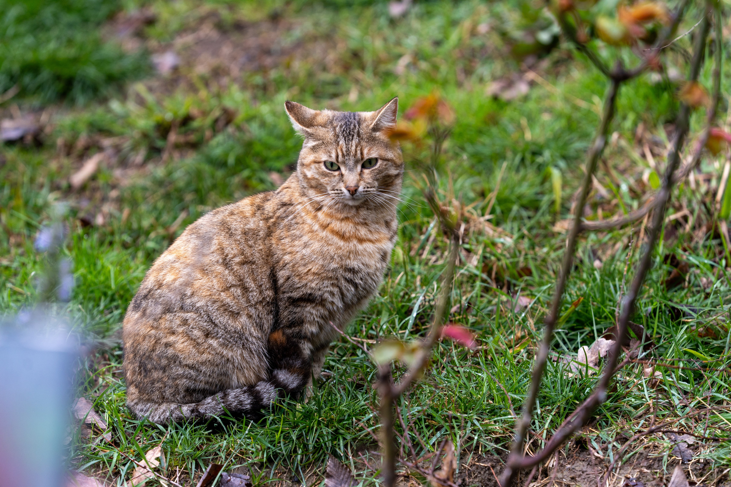 MICE мероприятие на ферме Экзархо. Репортажный фотограф в Красной Поляне и Сочи Павлюченко Екатерина