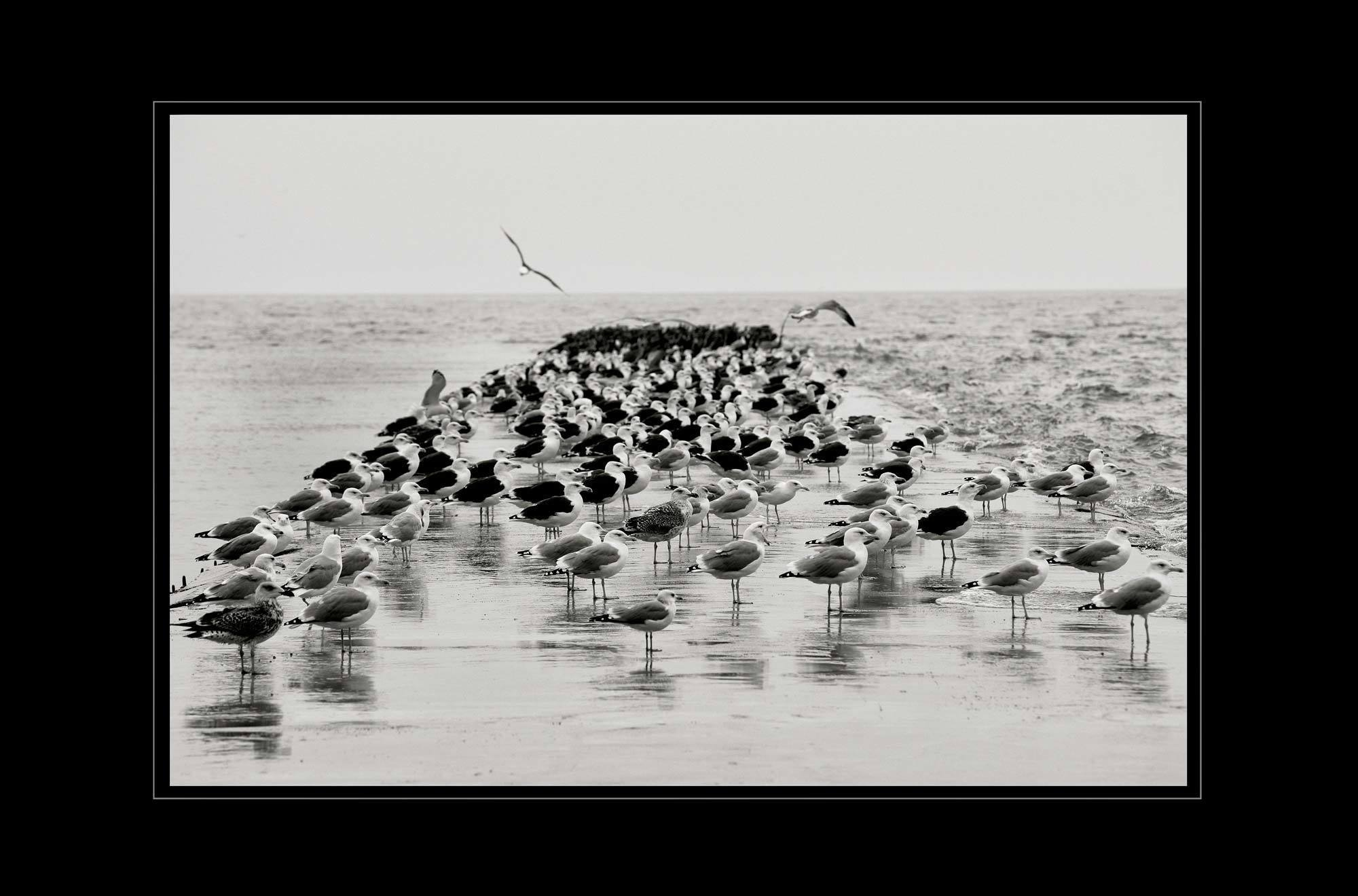 чайка птица