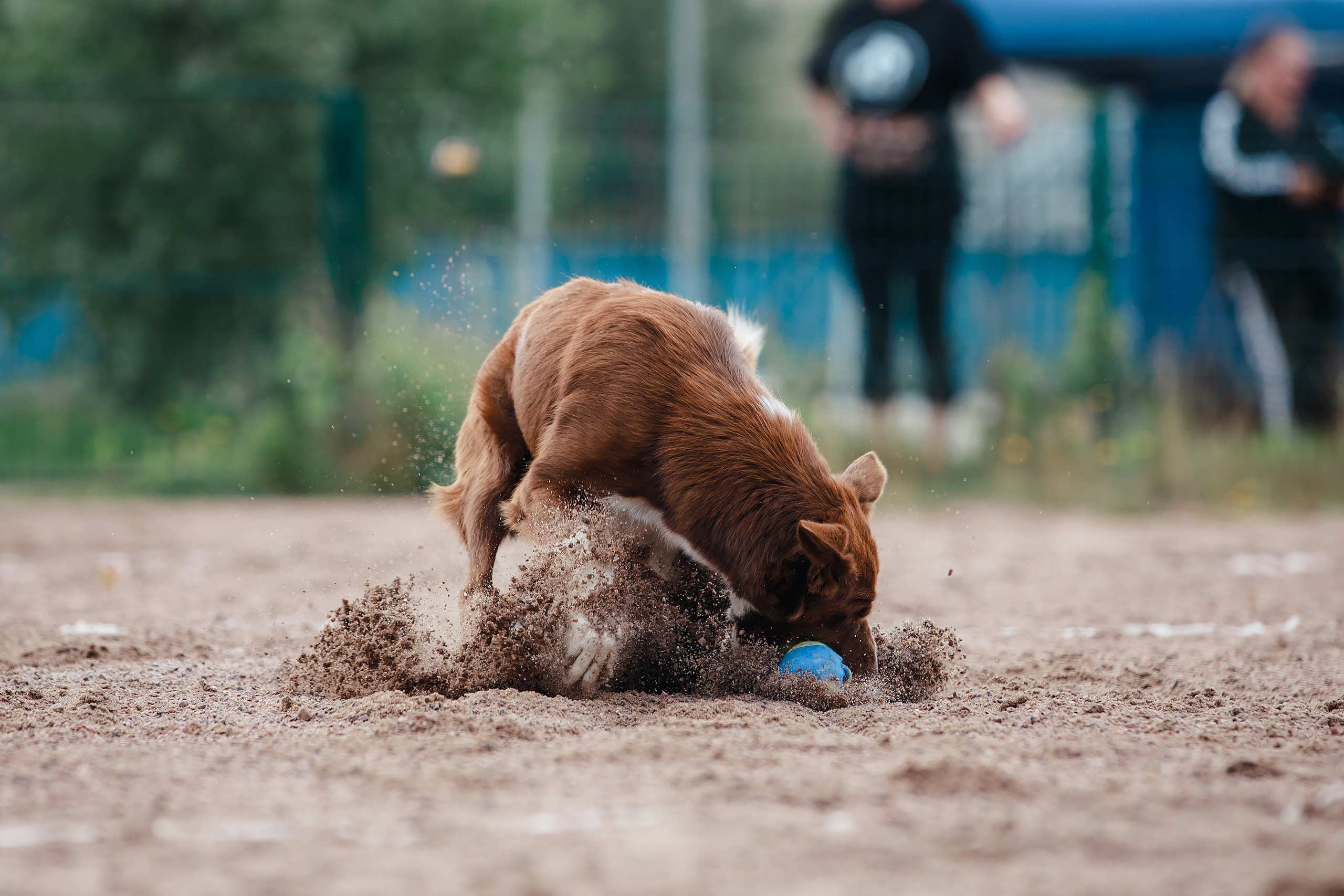 Питч&Гоу + веселые старты. Фотограф-анималист Mary Mart — Москва, Питер
