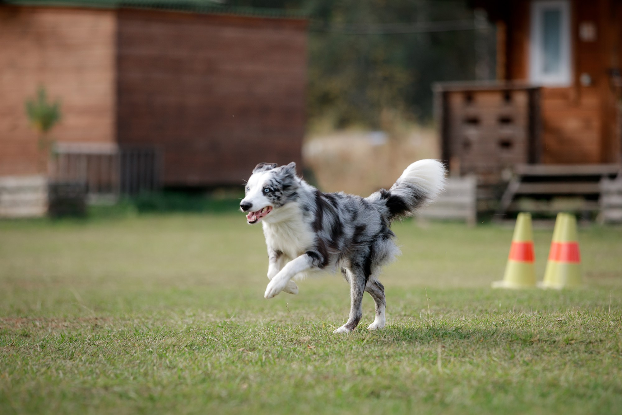 Лагерь по ОБД с Инной Баженовой. Фотограф-анималист Mary Mart — Москва, Питер