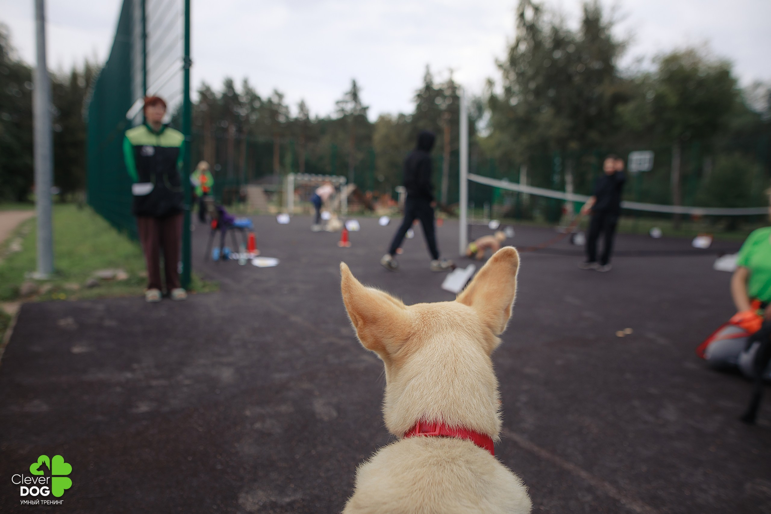 Кинологический лагерь CleverDog, 2024. Фотограф-анималист Mary Mart — Москва, Питер