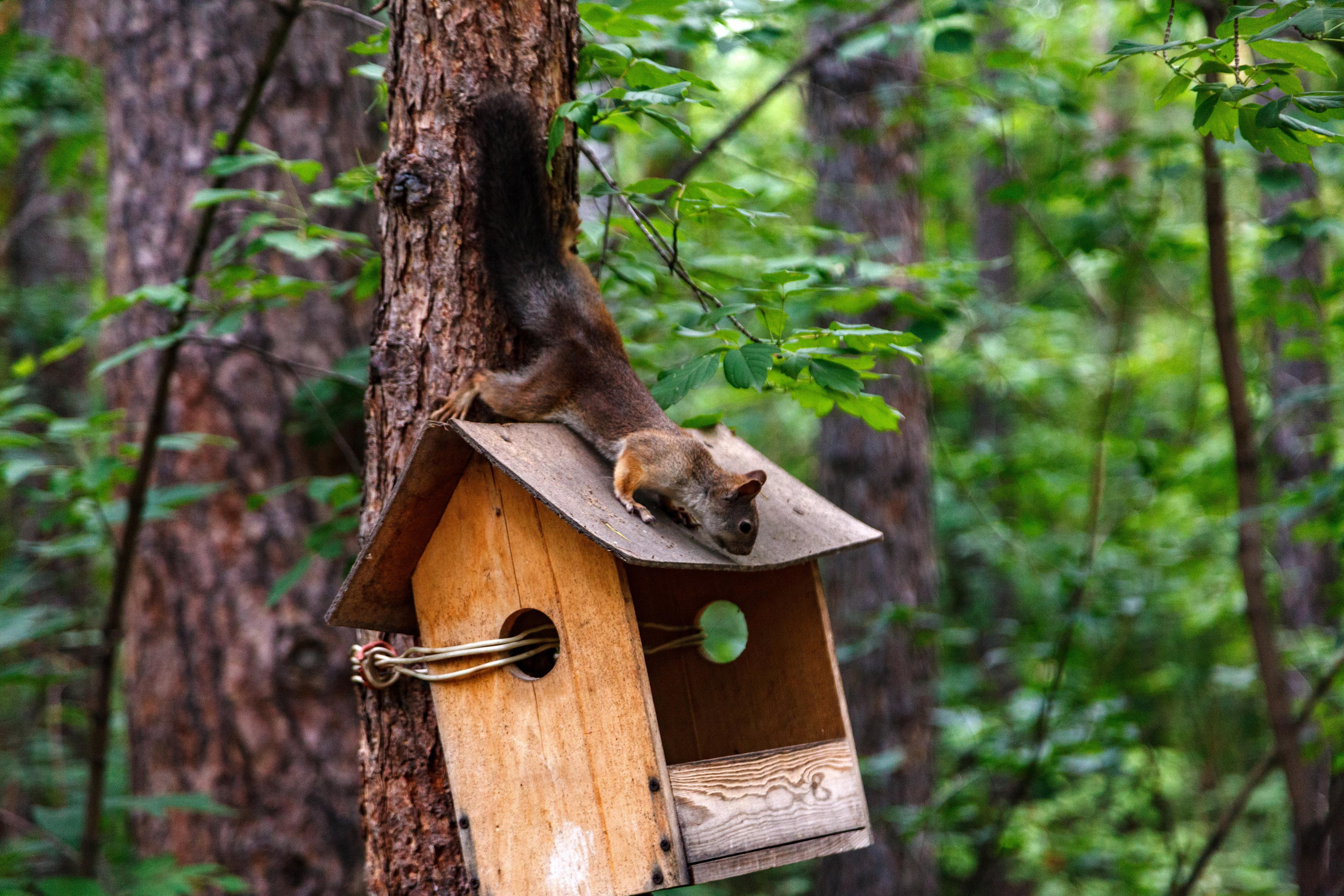 Белки / Squirrels. Фотограф Андрей Гузеев