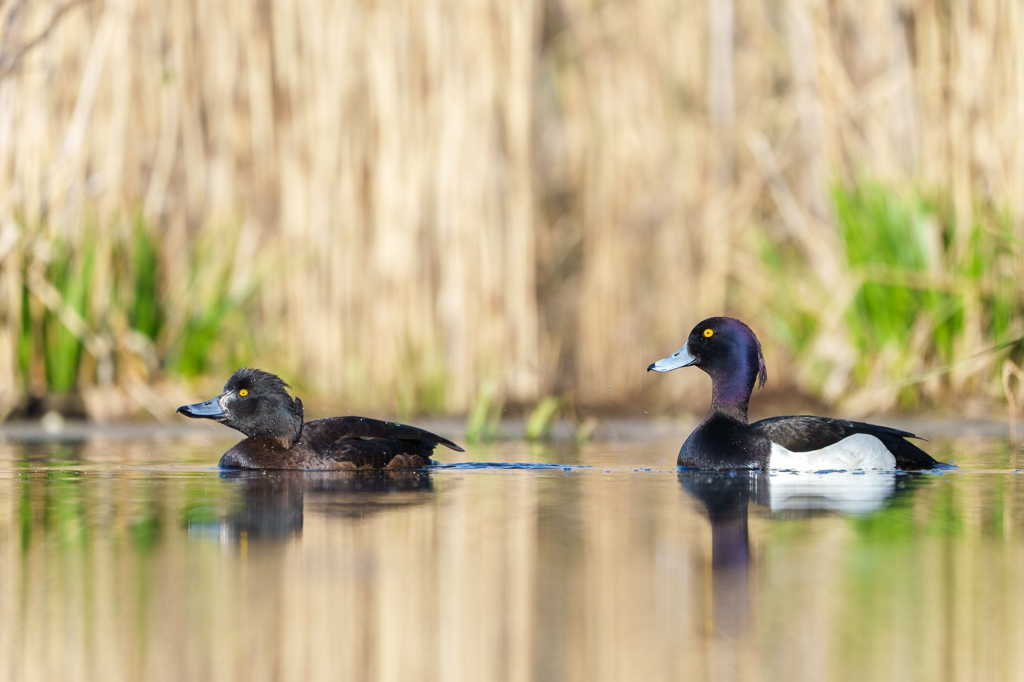Удивительные мир птиц. Вокруг нас столько прекрасного — присмотритесь!. Ваш личный фотограф Марина Волкова