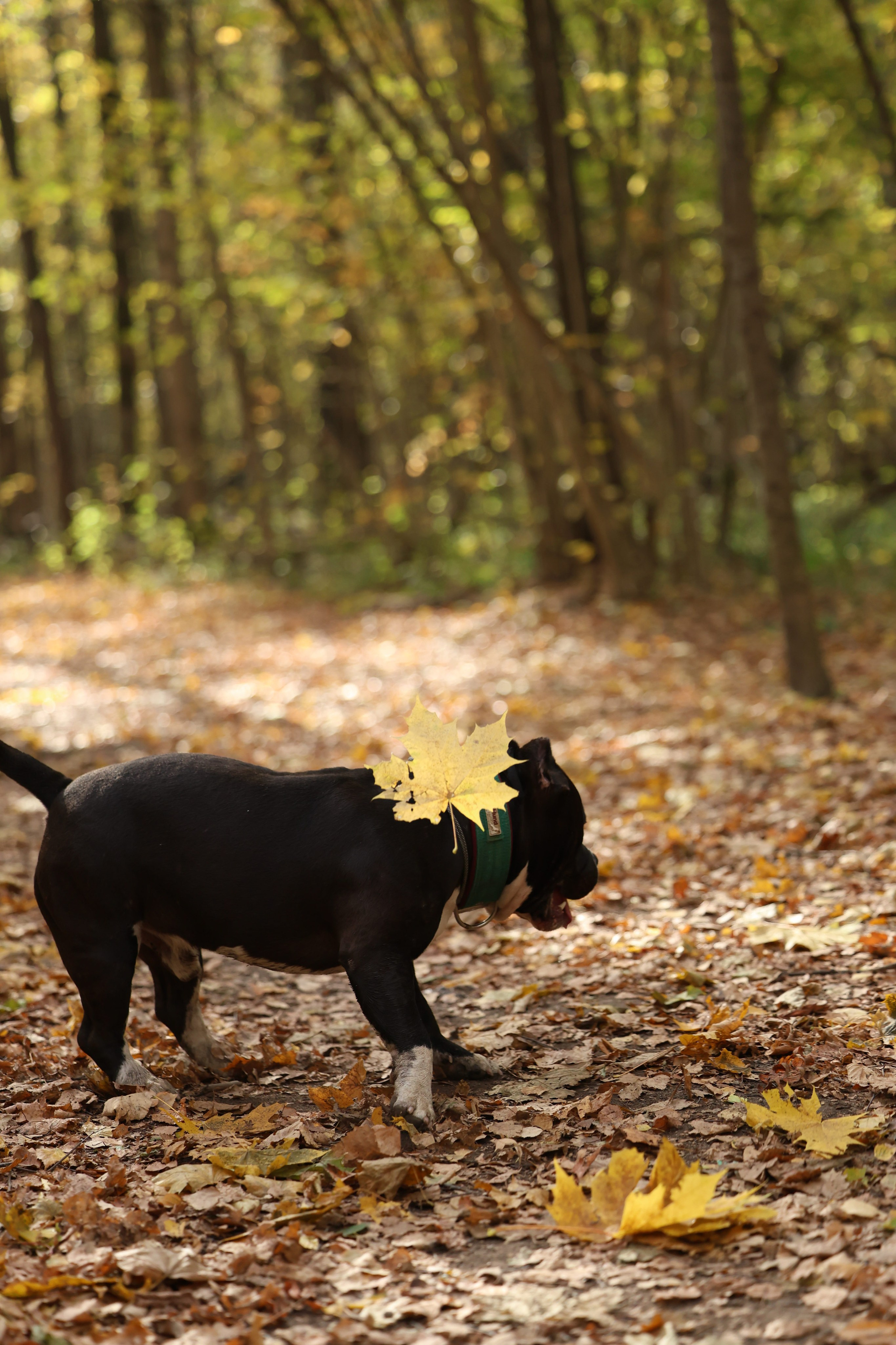 Бумер. Виктория Михайловская. Фотограф-анималист. Москва