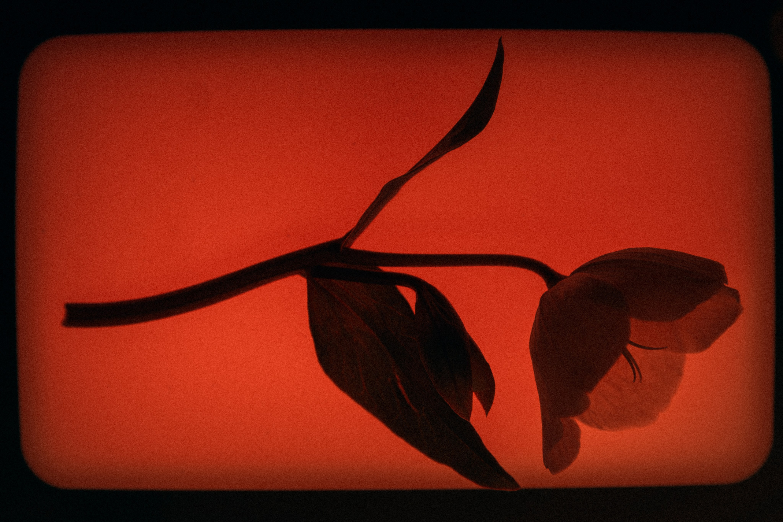 Flower. Фотограф Санкт-Петербург Макарова Дарья