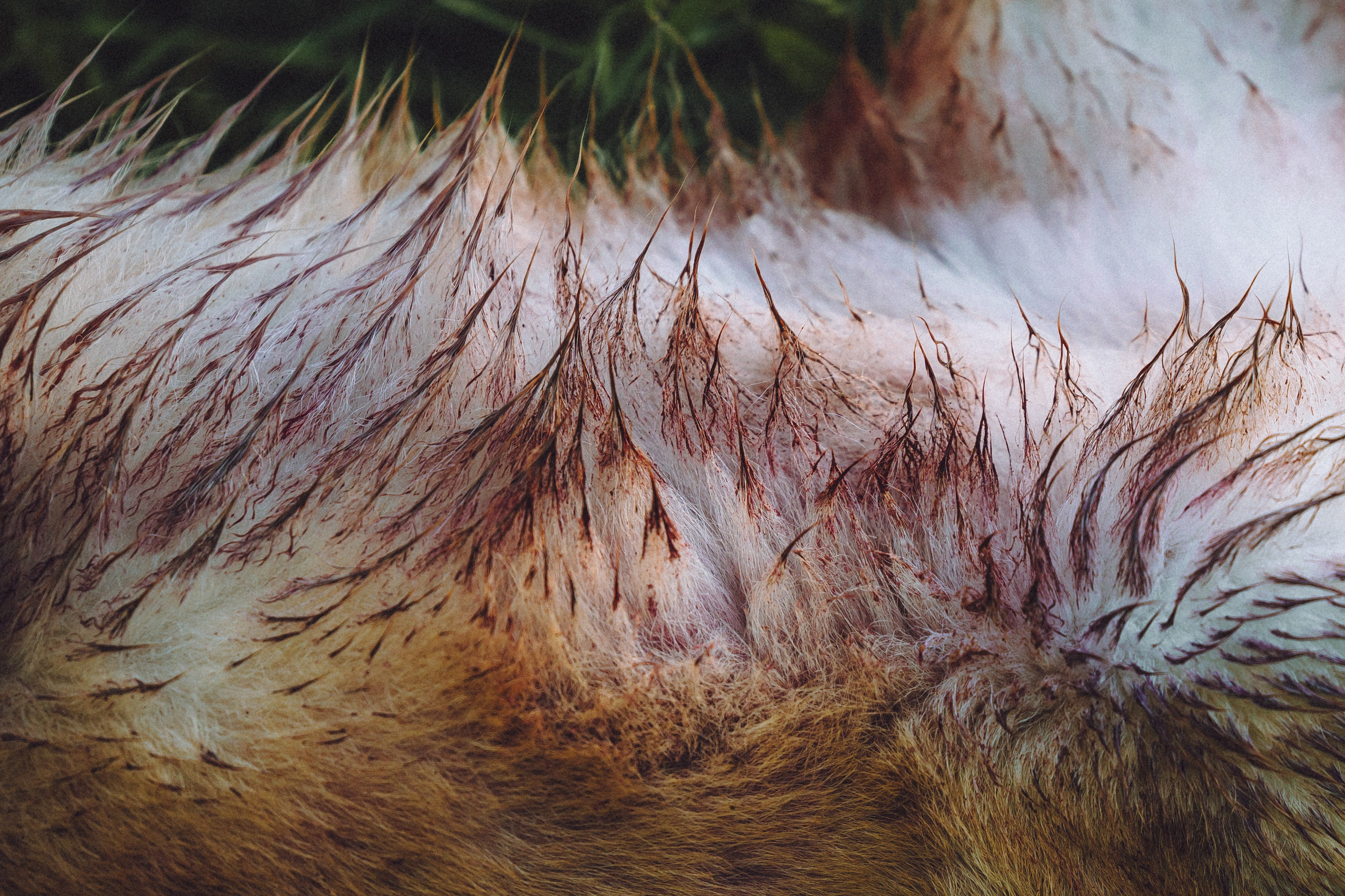 Пуговка и ее семья