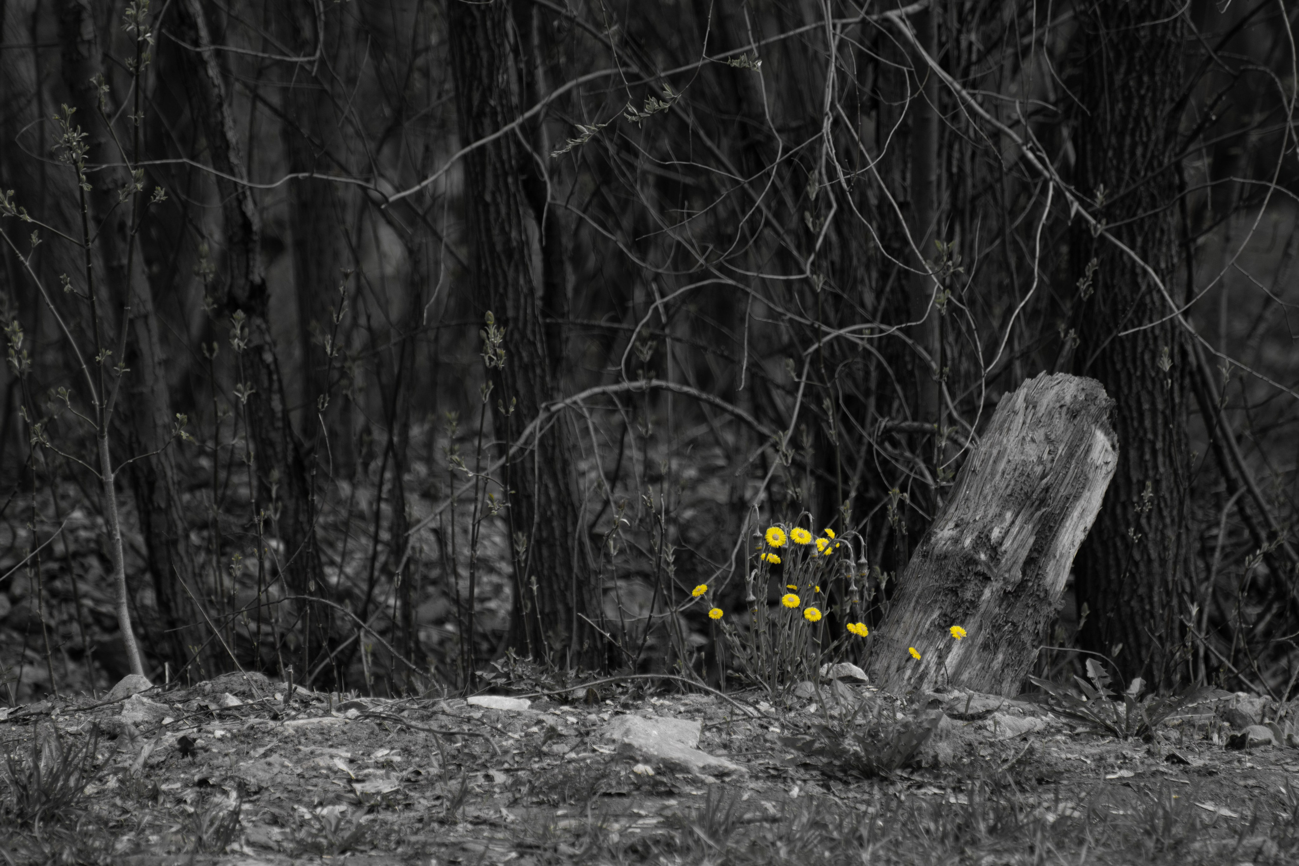 20220502 Центр. Дмитрий Ремизов. Фотография, как хобби