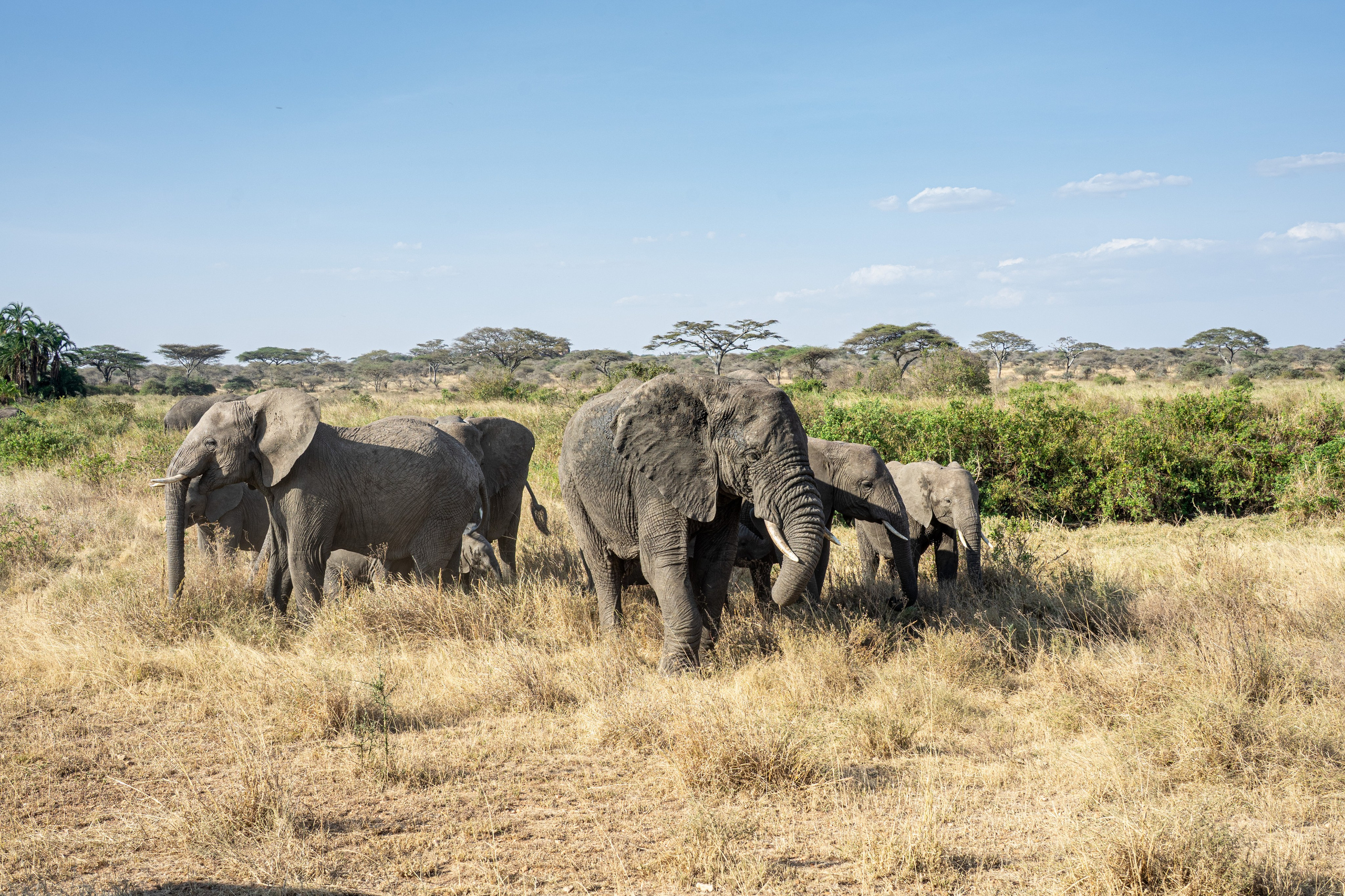 Танзания, сафари, 2025. Творческие сьемки
