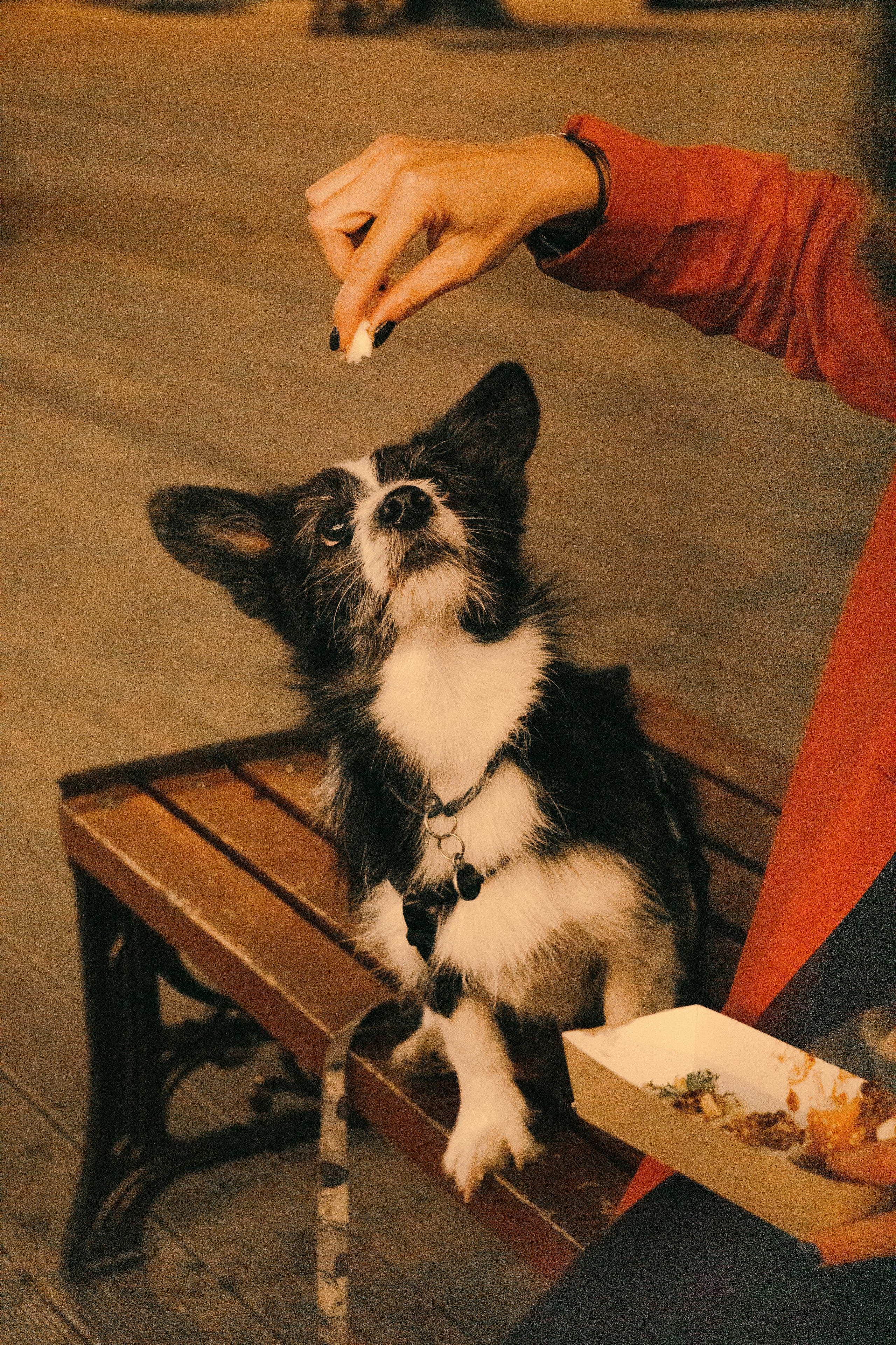 Даша и Тюбик. Фотограф-анималист Ксения Воробьева, Москва