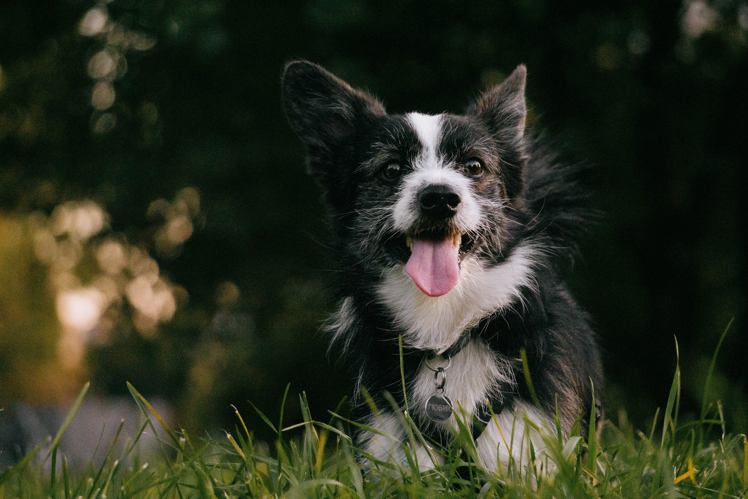 Даша и Тюбик. Фотограф-анималист Ксения Воробьева, Москва