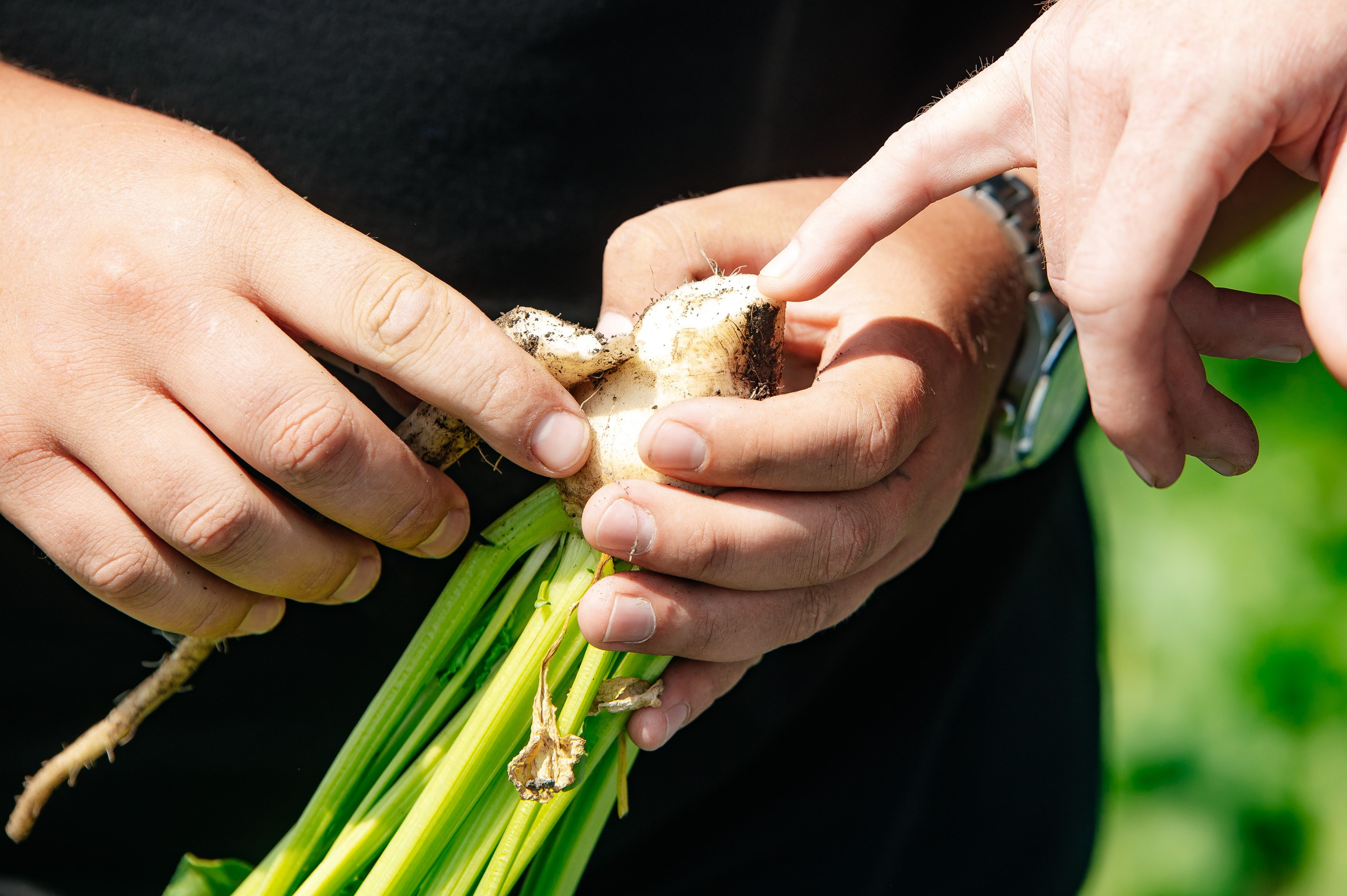 День поля. Главная