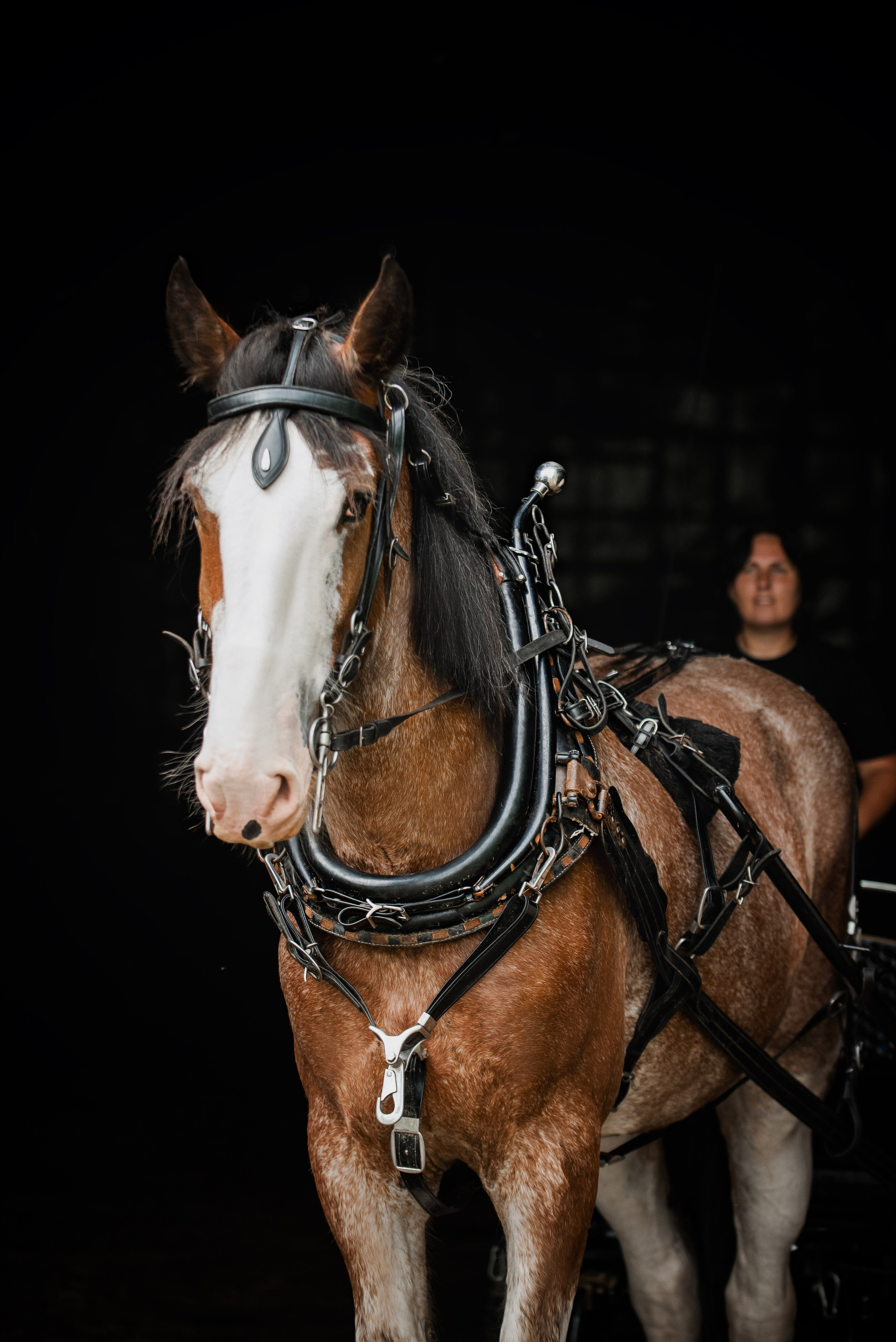 KOMARDINS. Конный фотограф Куракина Дарья • Фотосессии с лошадьми