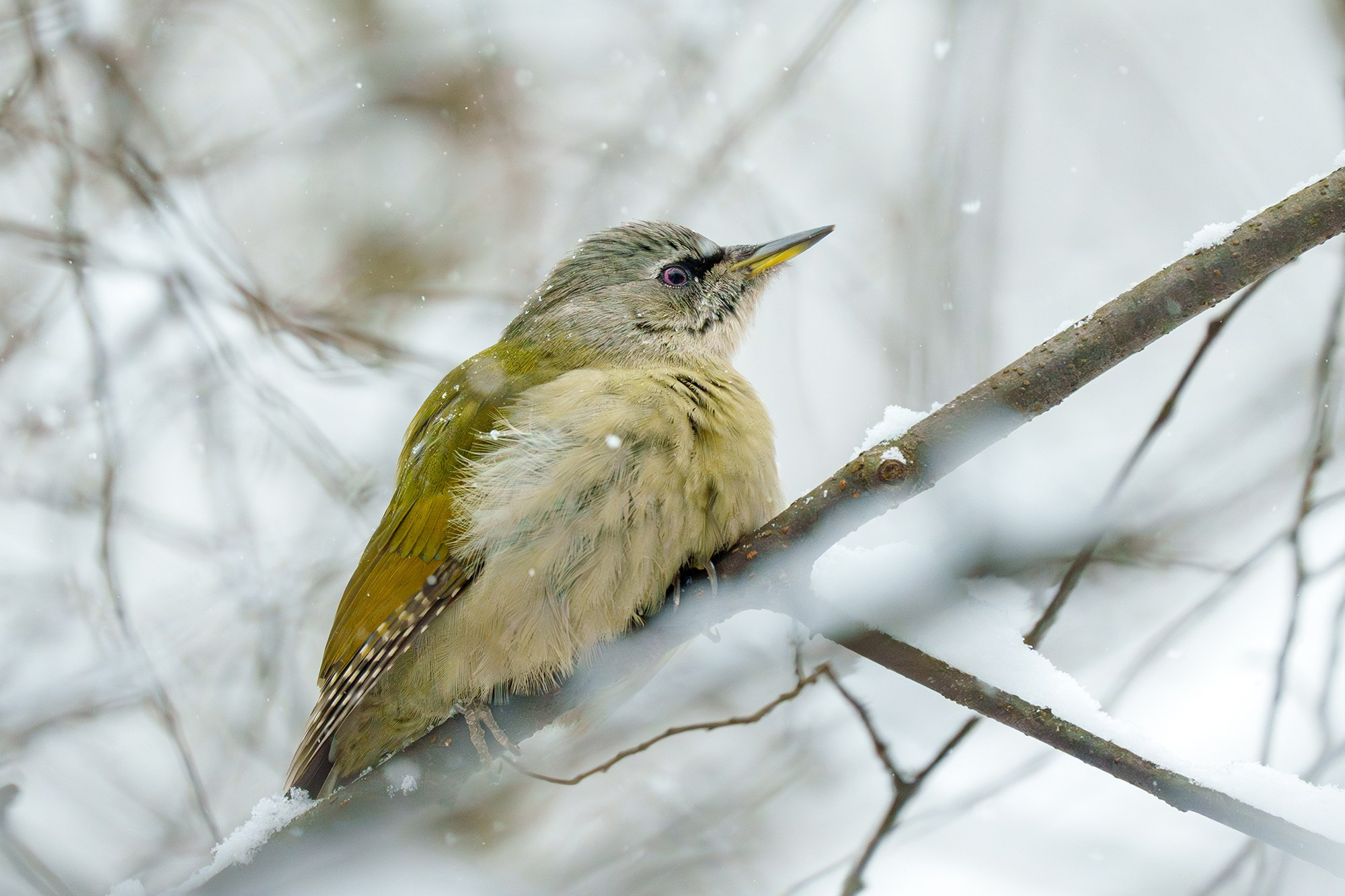 Удивительные мир птиц. Вокруг нас столько прекрасного — присмотритесь!. Ваш личный фотограф Марина Волкова