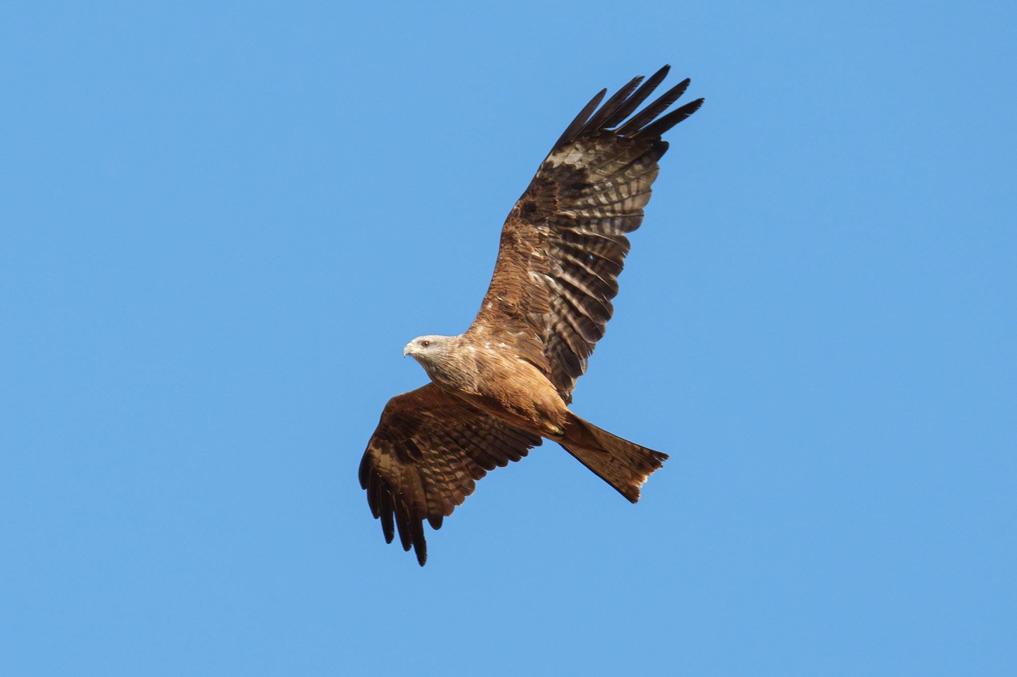 Удивительные мир птиц. Вокруг нас столько прекрасного — присмотритесь!. Ваш личный фотограф Марина Волкова
