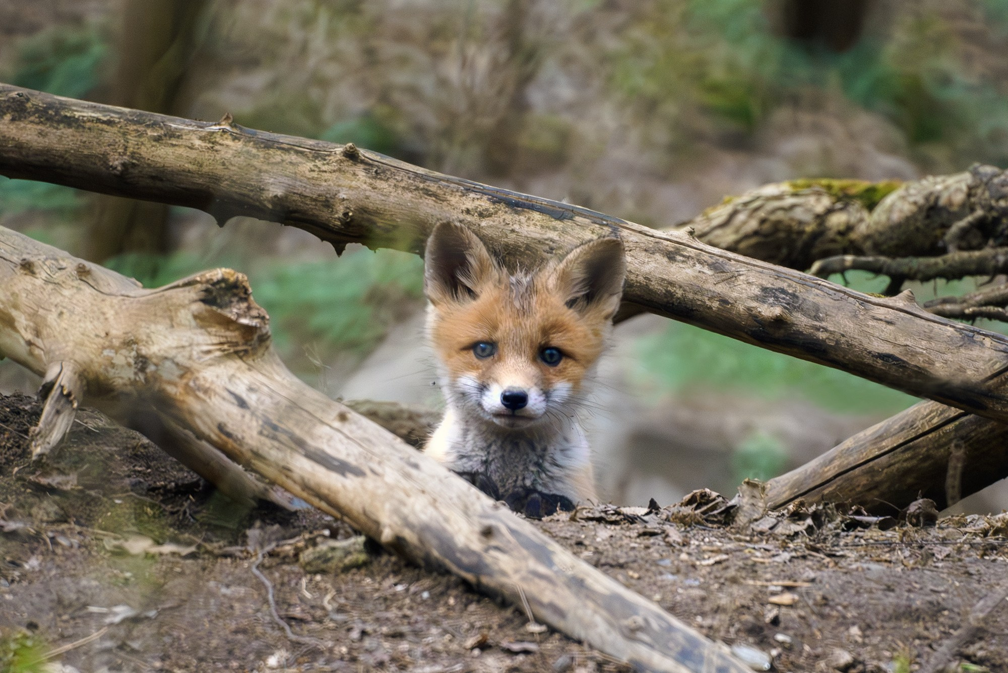 Животные. Ваш личный фотограф Марина Волкова