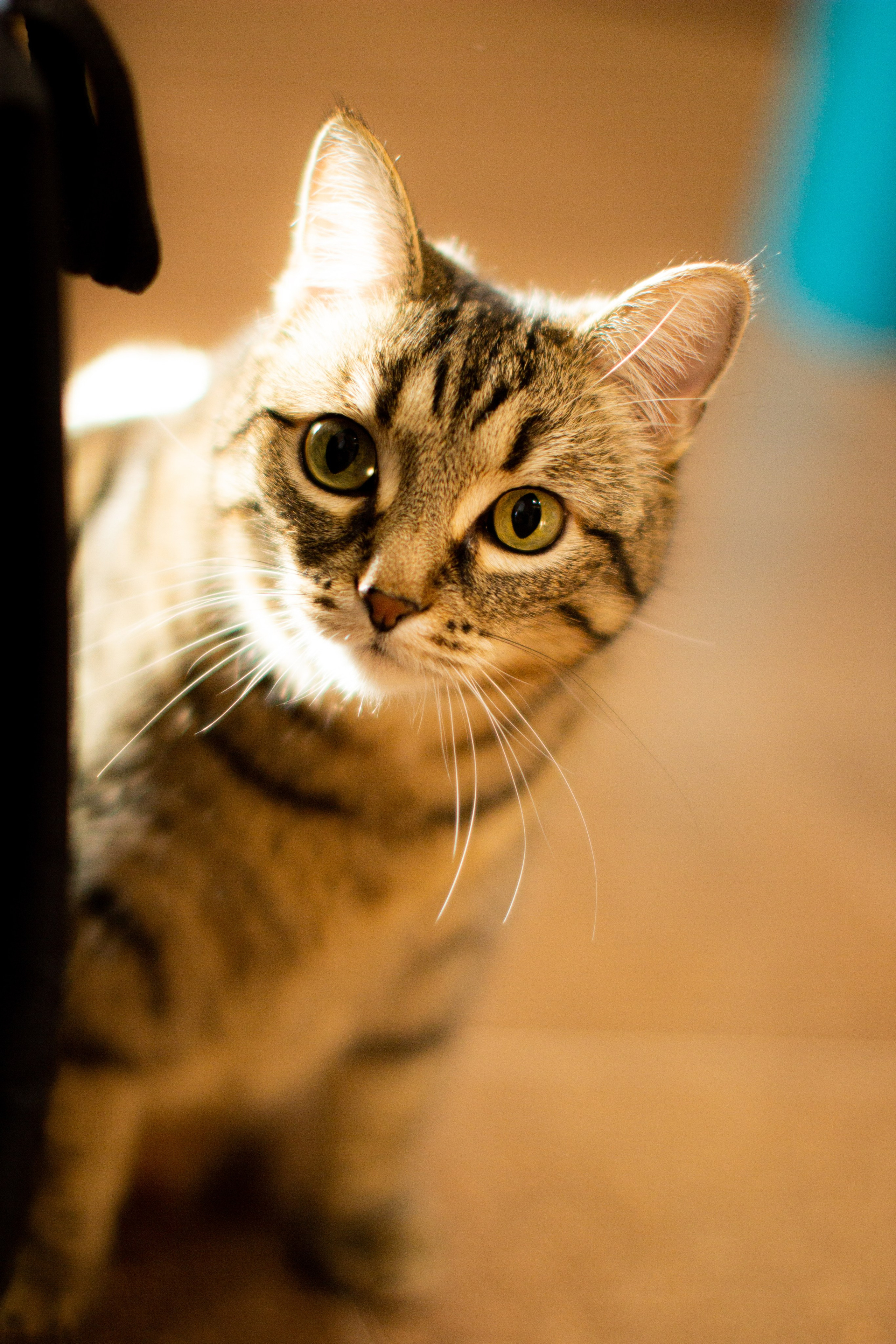 Природа/Животные